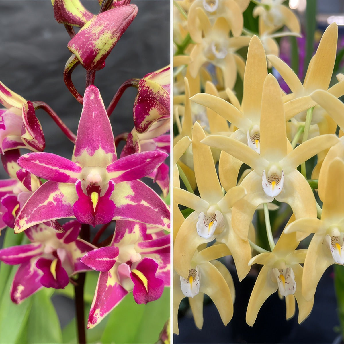 Dendrobium Orchid Cobber Lavender And Lime X Dunokayla Peach Lpodorcldp - Garden Express Australia
