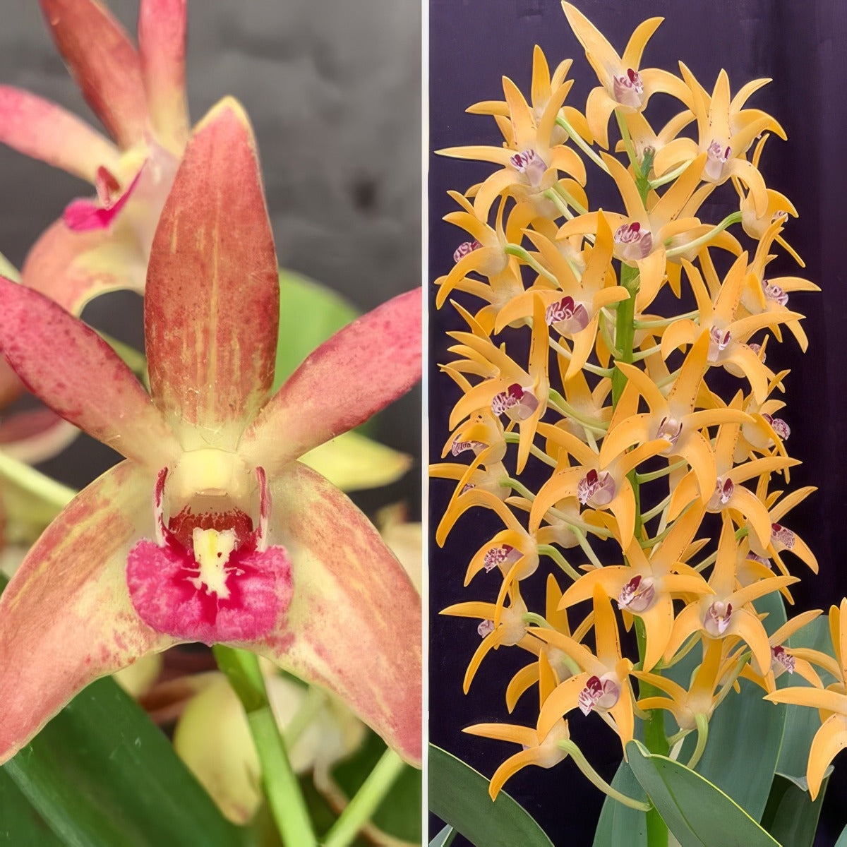 Dendrobium Orchid Jazz Greta X Cosmic Gold Sandy Fcc Aoc Lpodorjgcgs - Garden Express Australia