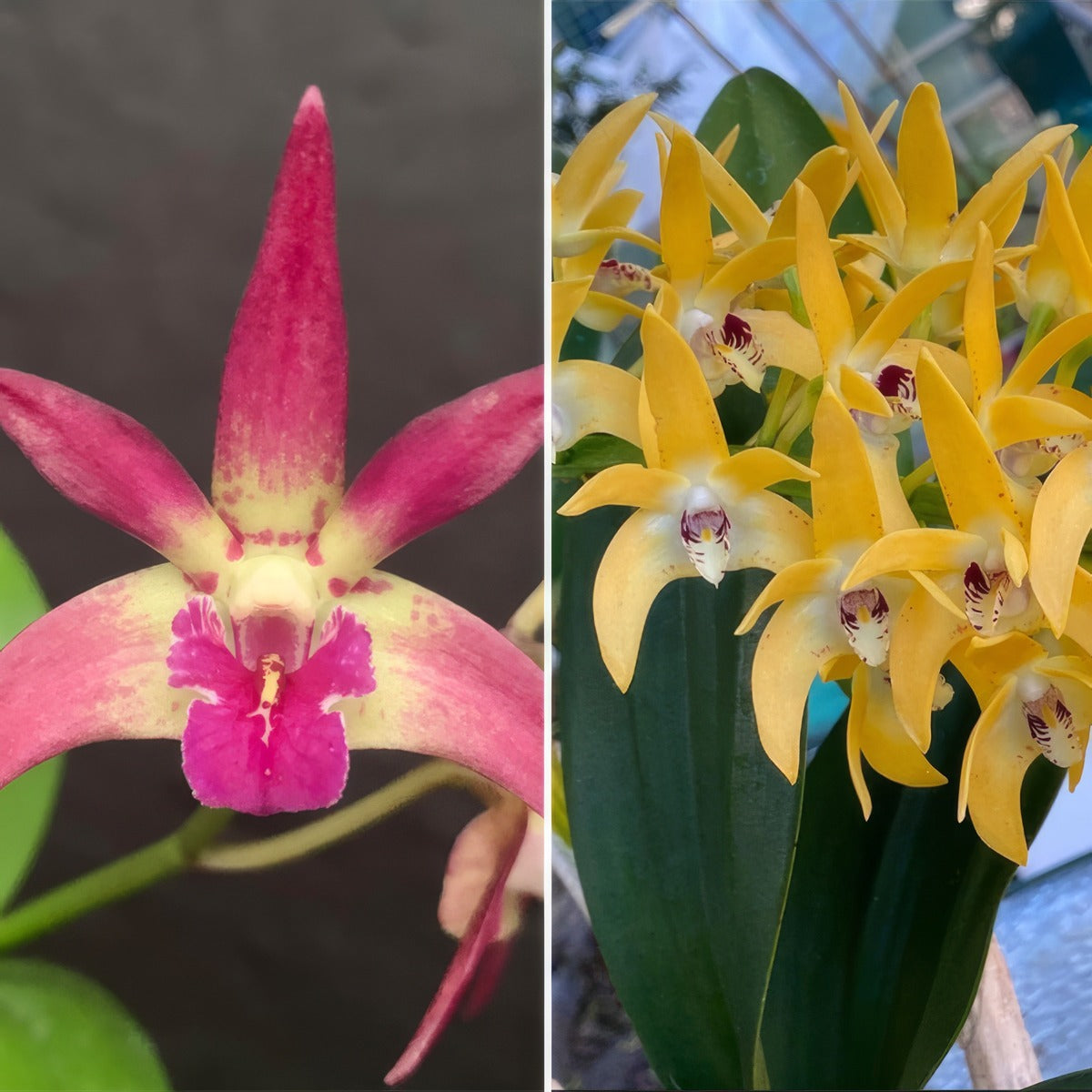 Dendrobium Orchid Kings Sentidos Haos Best X Cosmic Gold Vicki Lpodorkcg - Garden Express Australia