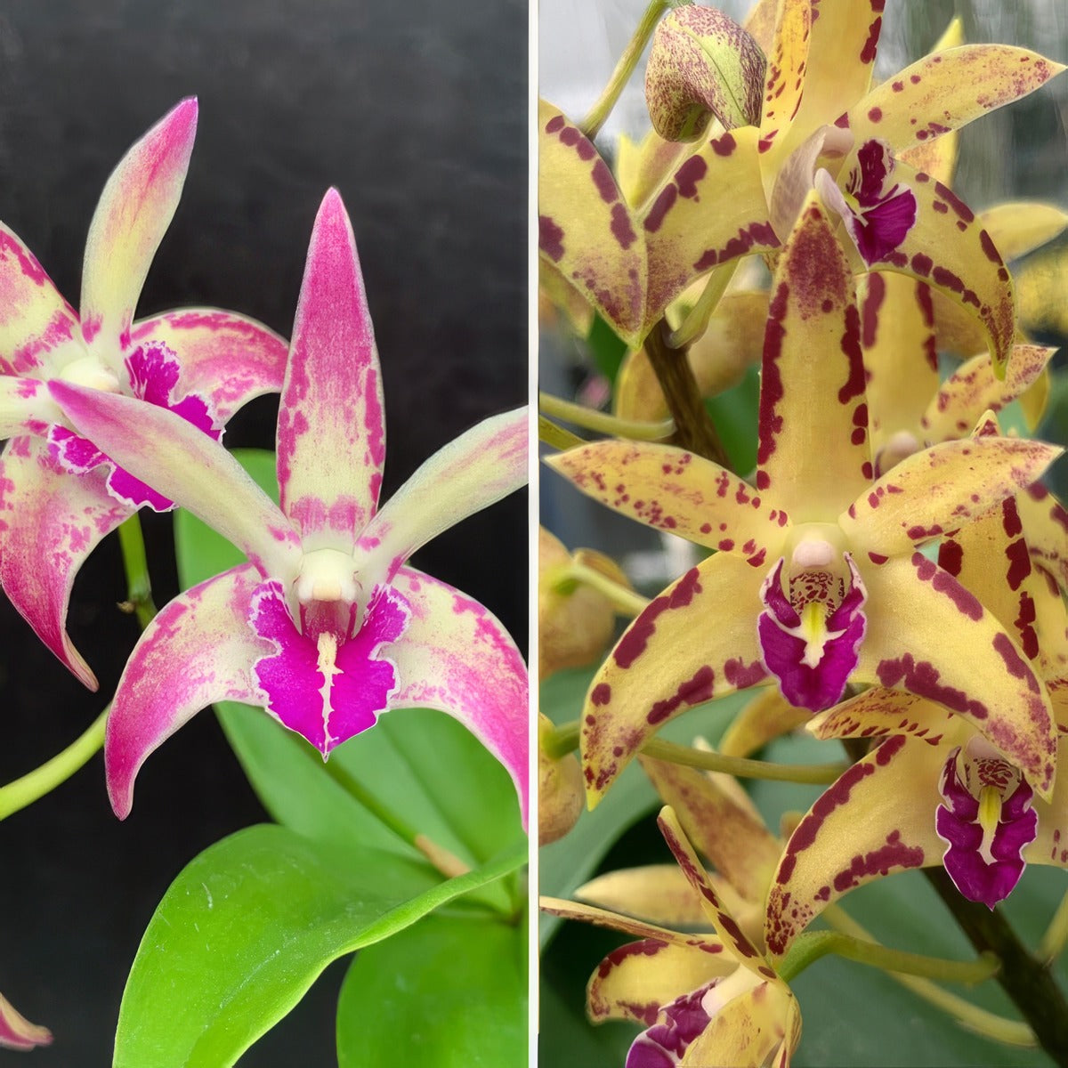 Dendrobium Orchid Kings Sentidos 2 X Brimbank Cosmic Cobber Journey Lpodorksb - Garden Express Australia