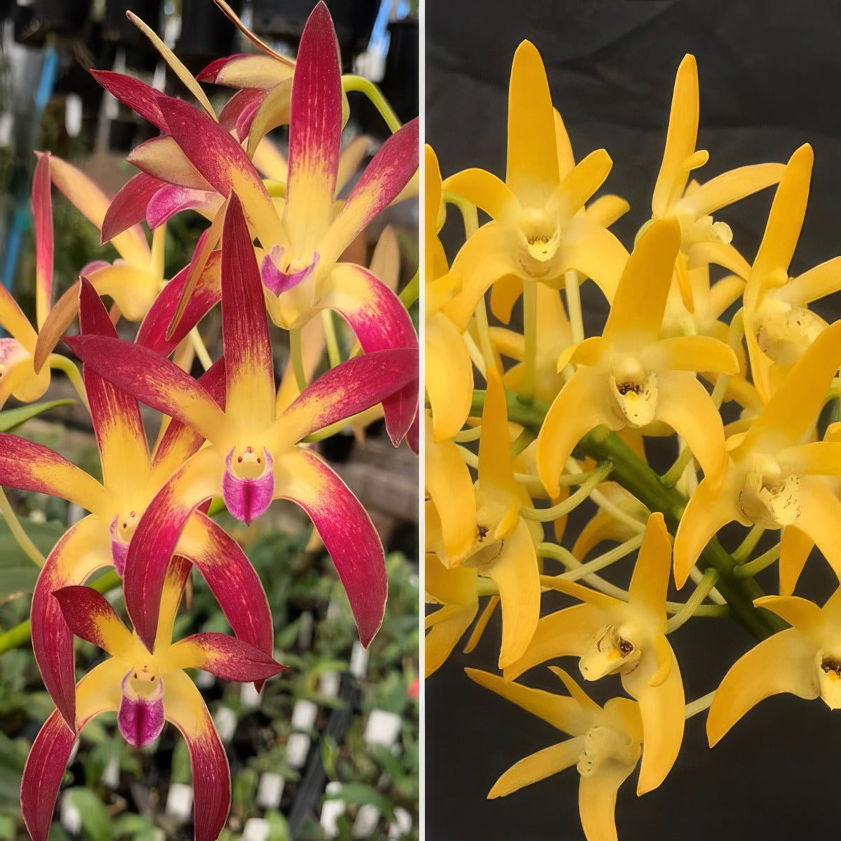 Dendrobium Orchid Jayden Sheen Fcc Aoc X Australian Goldrush Hulk Am Oscov Lpodorjsag - Garden Express Australia