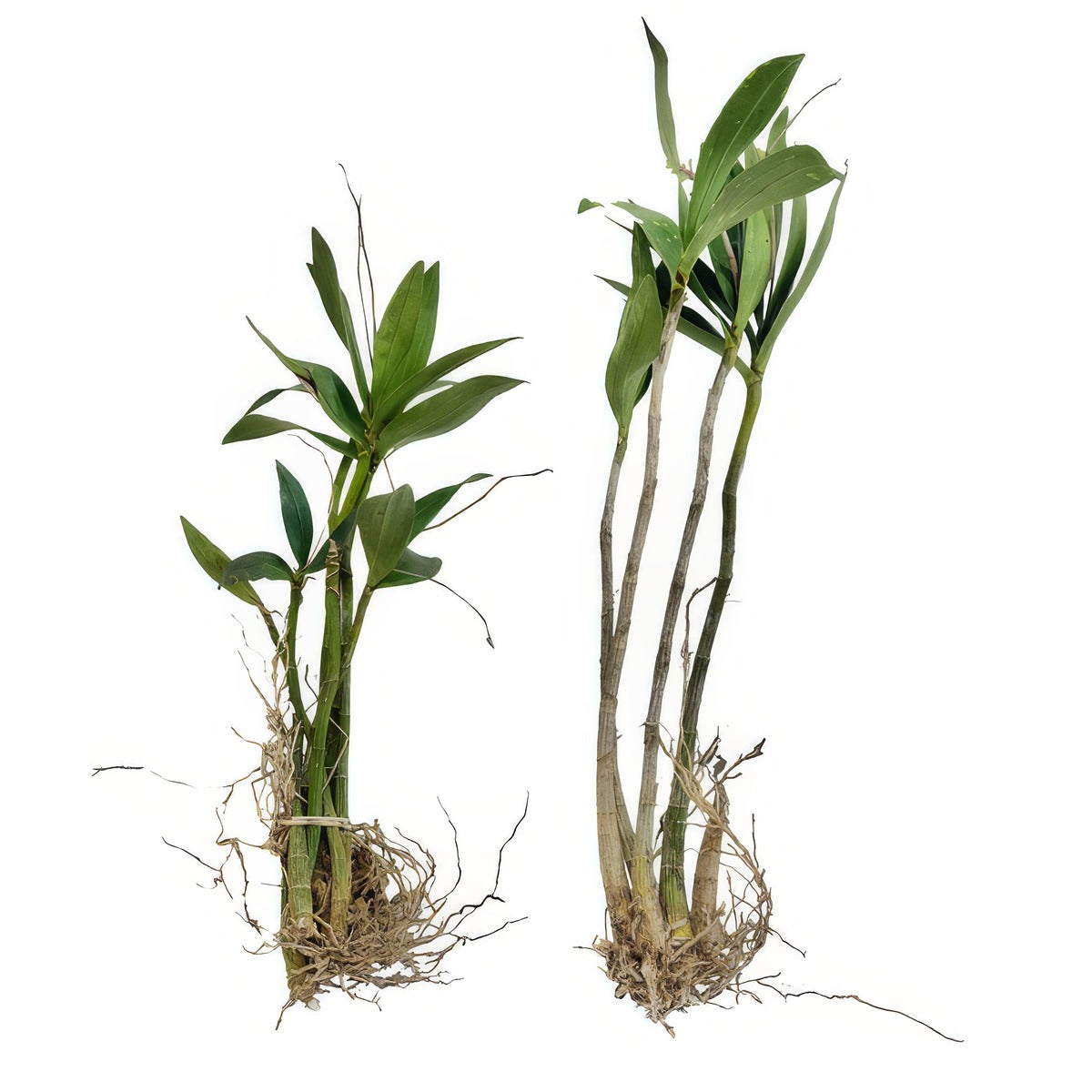 Dendrobium Pink Rock Orchid Plants - Garden Express Australia