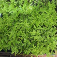 Dennstaedtia Lacy Ground Fern - Garden Express Australia