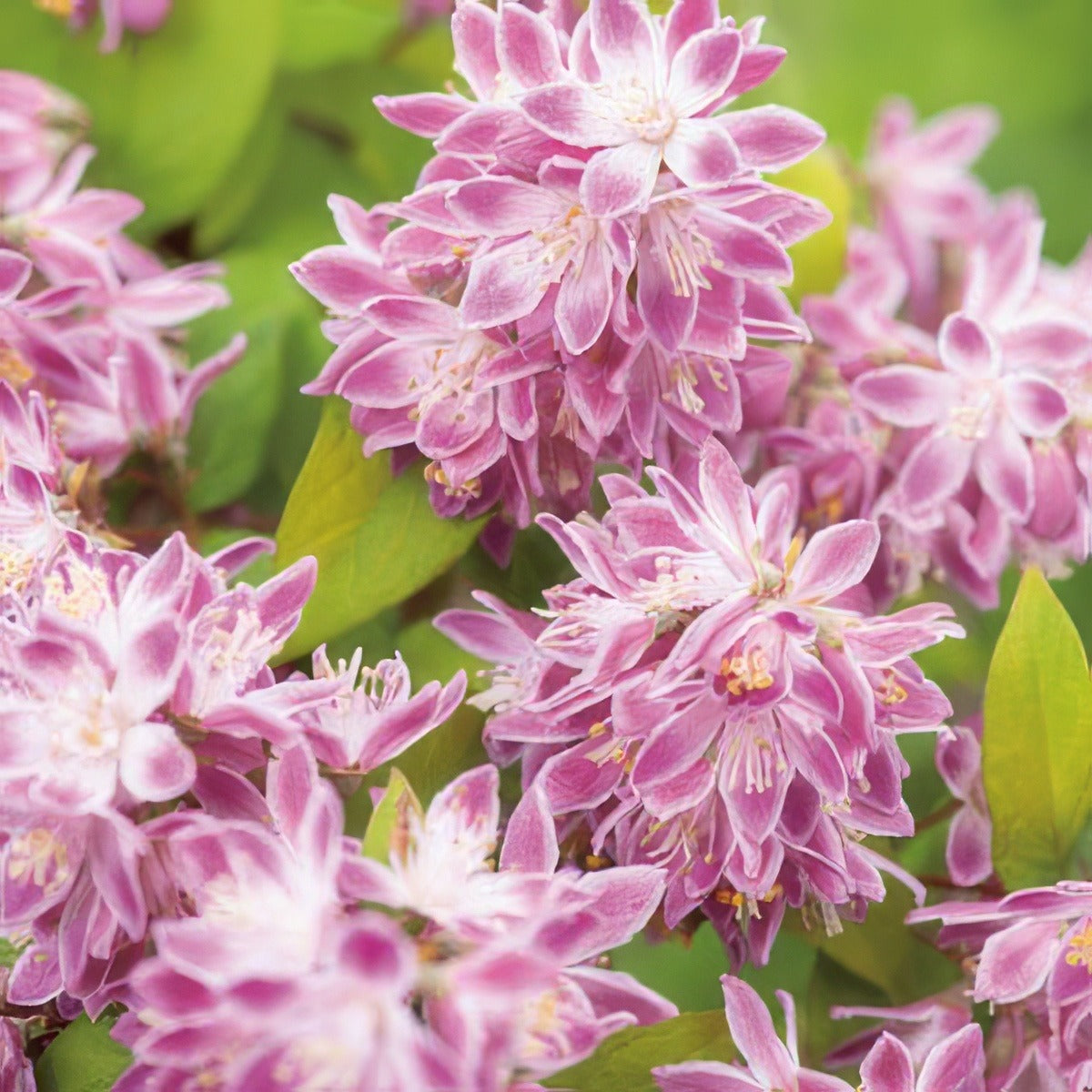 Deutzia Magicien Lpodeumag 2019 - Garden Express Australia