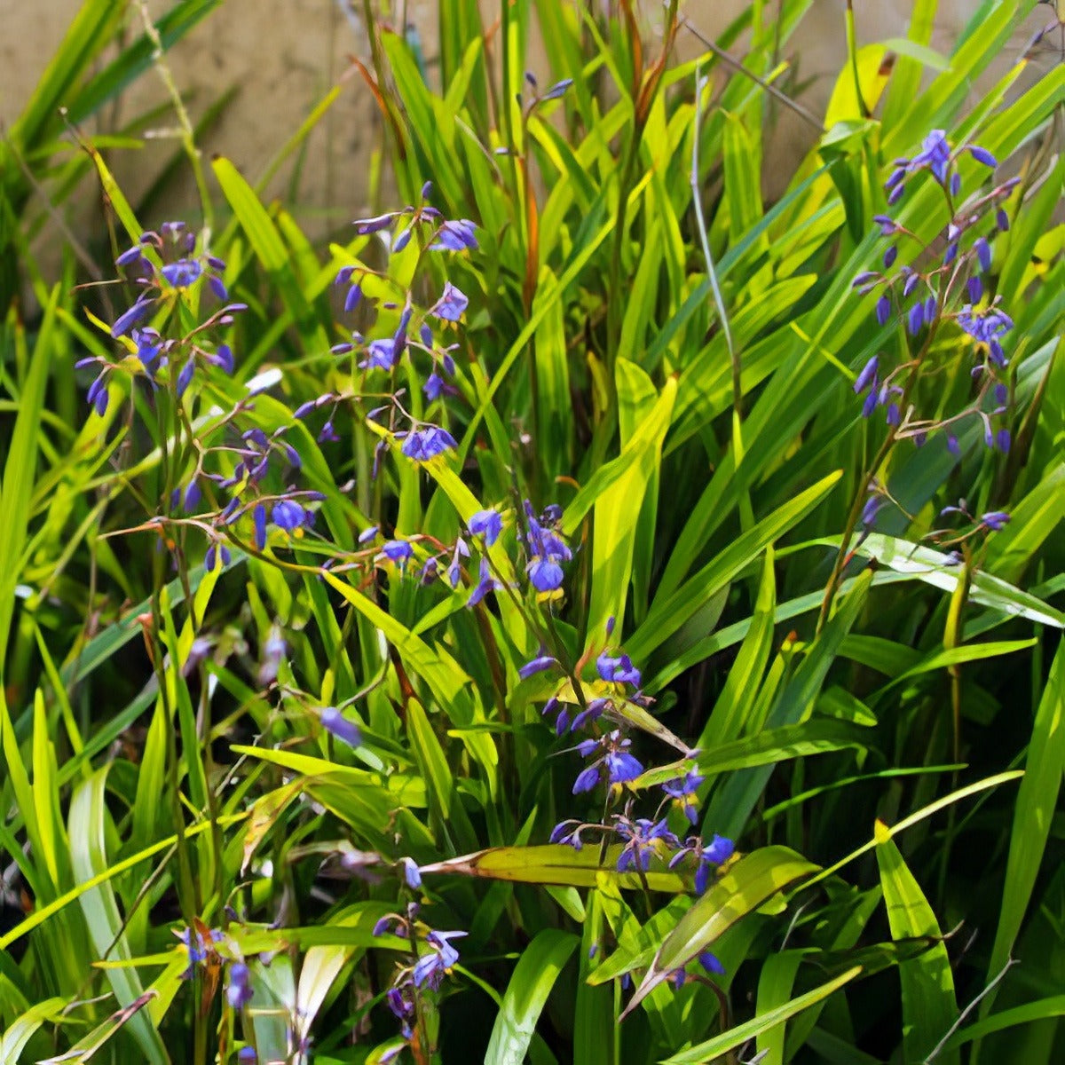 Dianella Caerulea Lpodiacae - Garden Express Australia