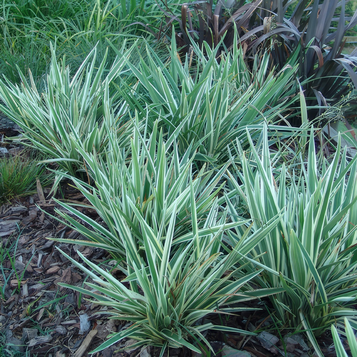Dianella Silver Streak P68diasst - Garden Express Australia