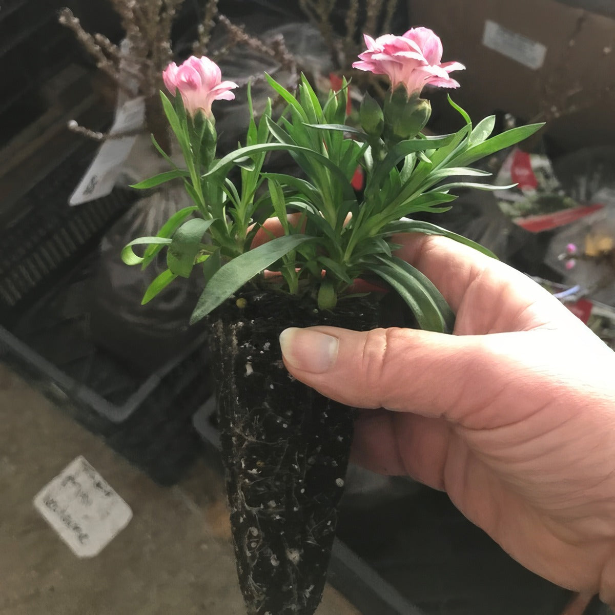 Dianthus Pink Burgundy - Garden Express Australia