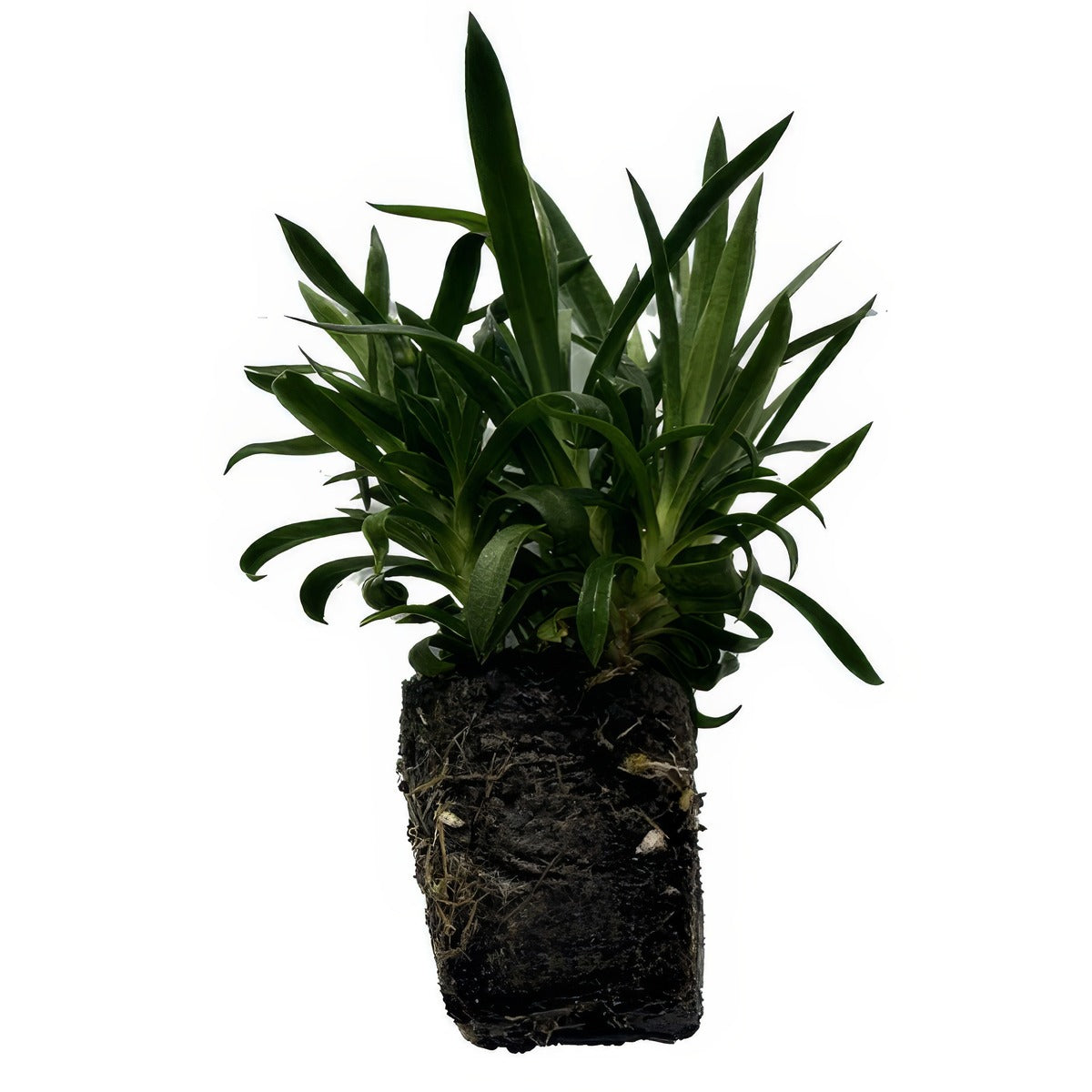 Dianthus 50cell - Garden Express Australia