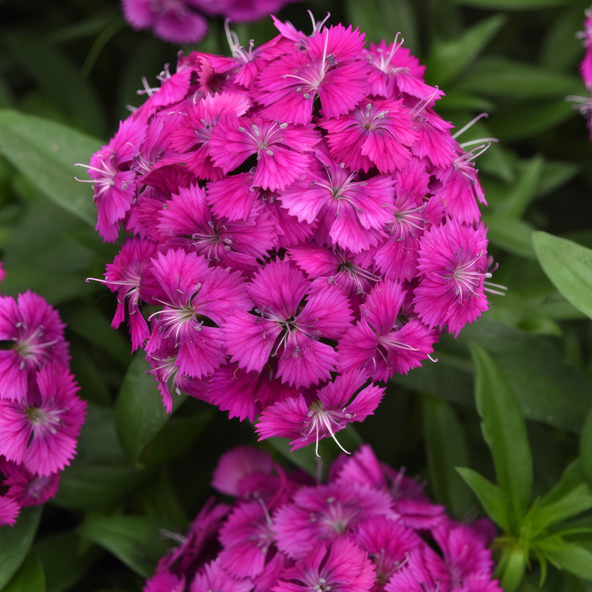 Dianthus Dart Purple - Garden Express Australia