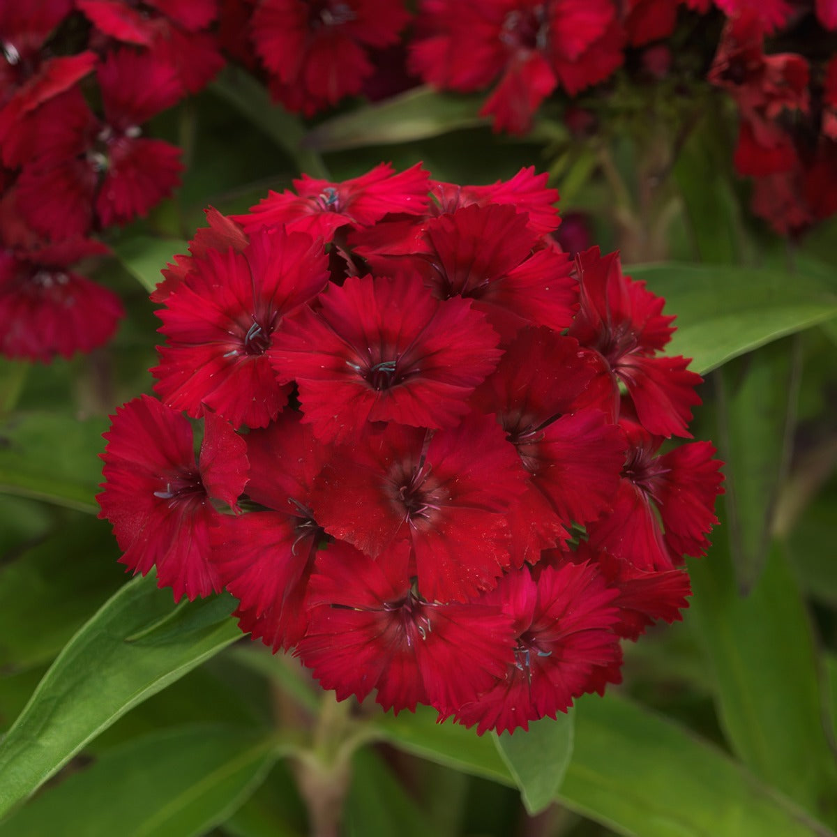 Dianthus Dart Raspberry - Garden Express Australia