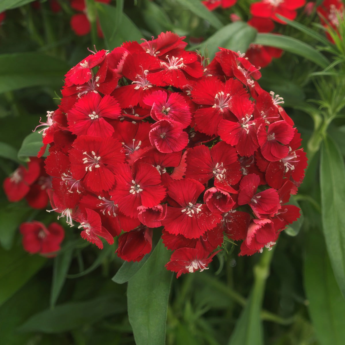 Dianthus Dart Scarlet - Garden Express Australia
