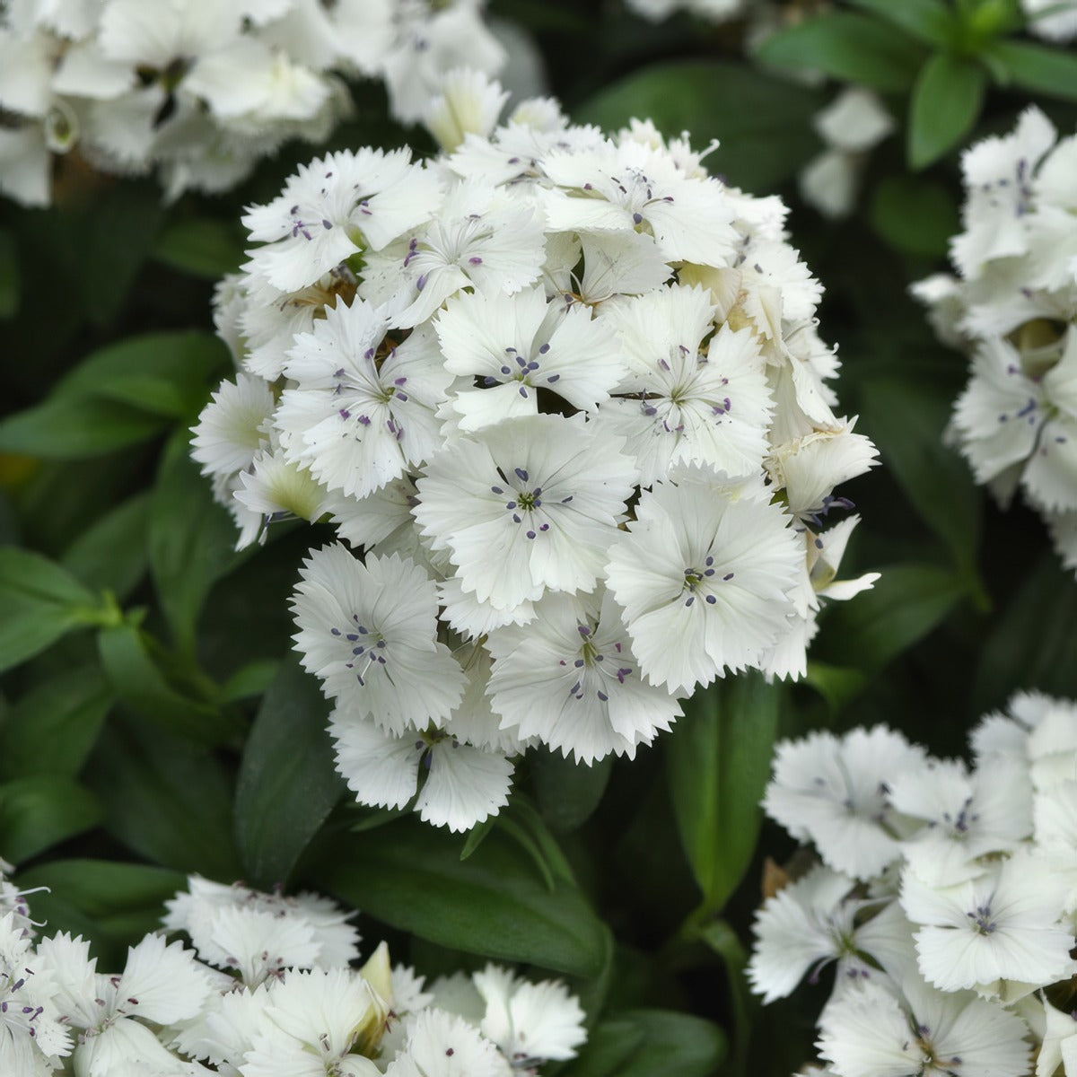 Dianthus Dart White - Garden Express Australia