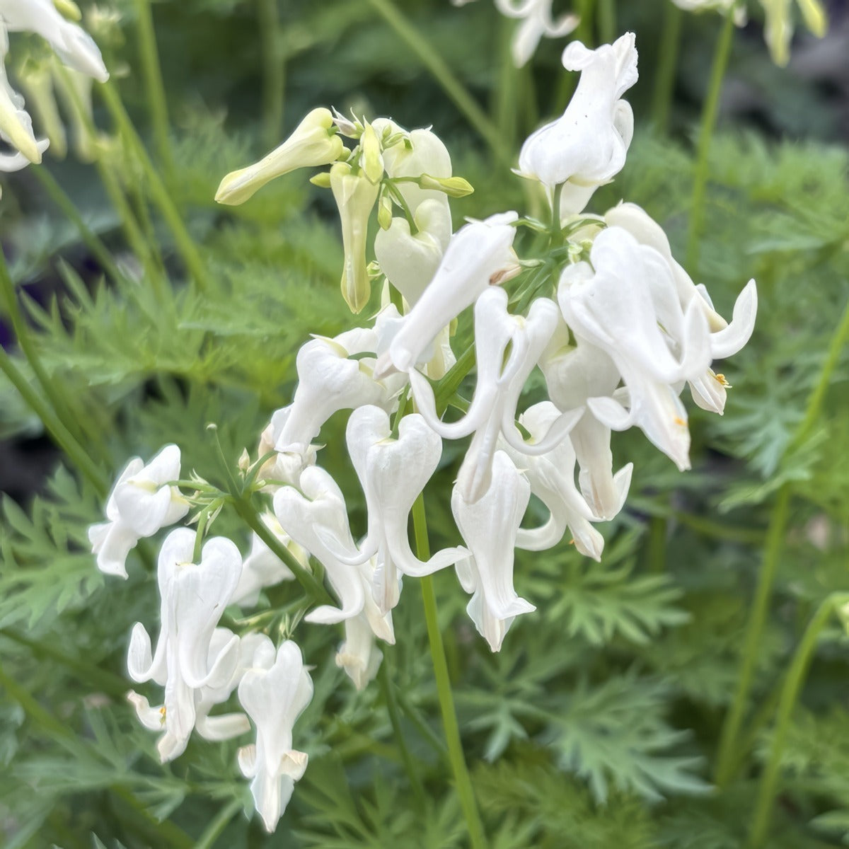Dicentra Amore Titanium 2 Pkdicati - Garden Express Australia