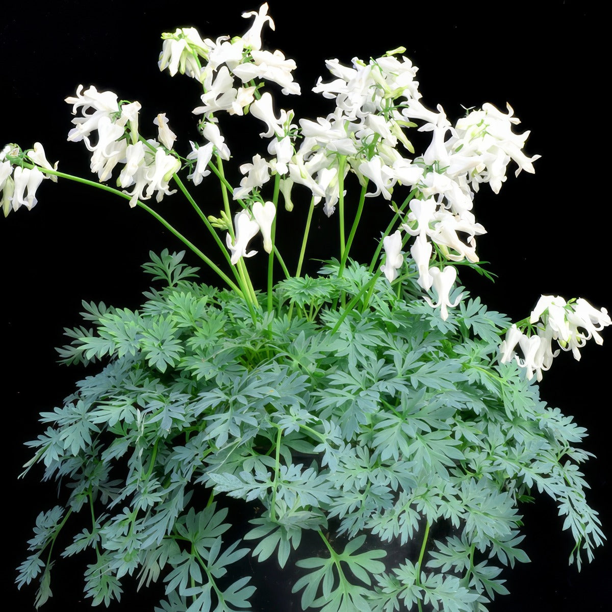 Dicentra Amore Titanium Pkdicati - Garden Express Australia