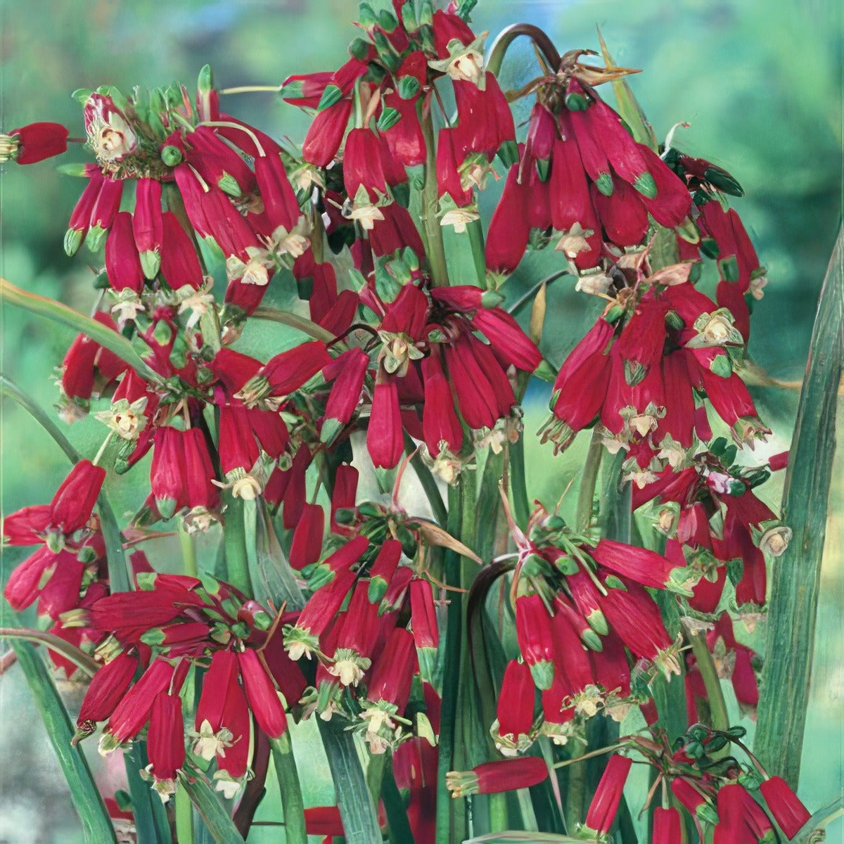Dichelostemma Ida Maia - Garden Express Australia