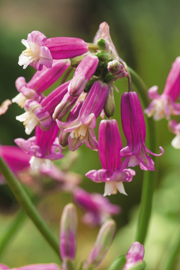 Dichelostemma Ida Maia Pink Diamond Pkdicimpd 2026 - Garden Express Australia