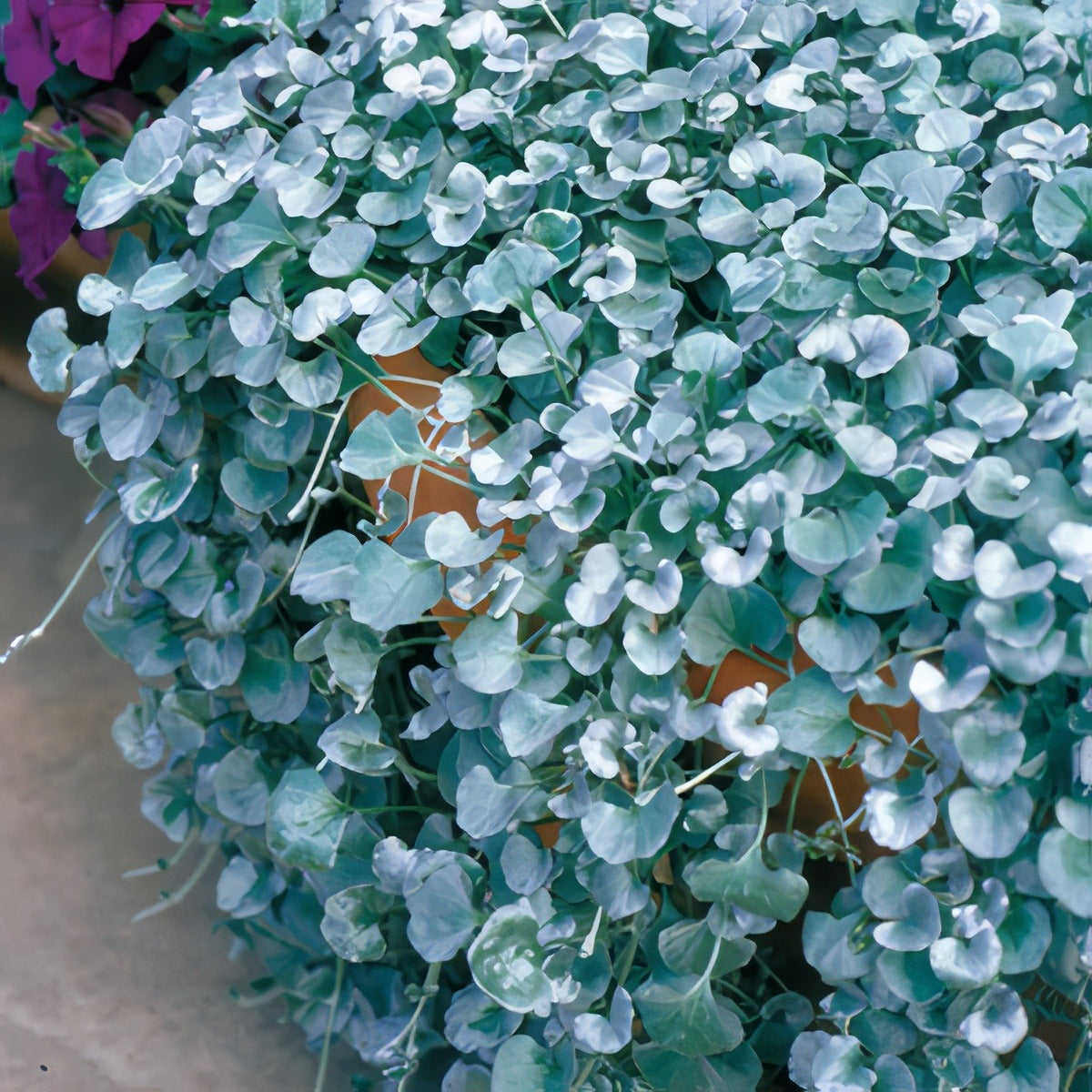 Dichondra Silver Falls Lpodicsfa Gl2017 - Garden Express Australia