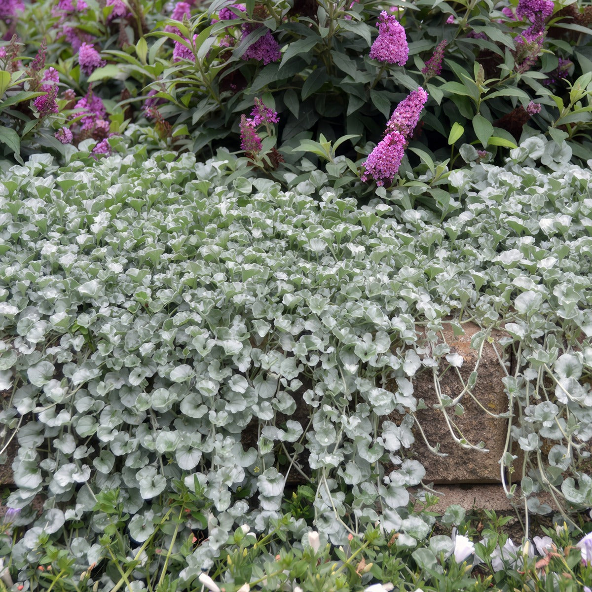 Dichondra Silver Falls 2 - Garden Express Australia
