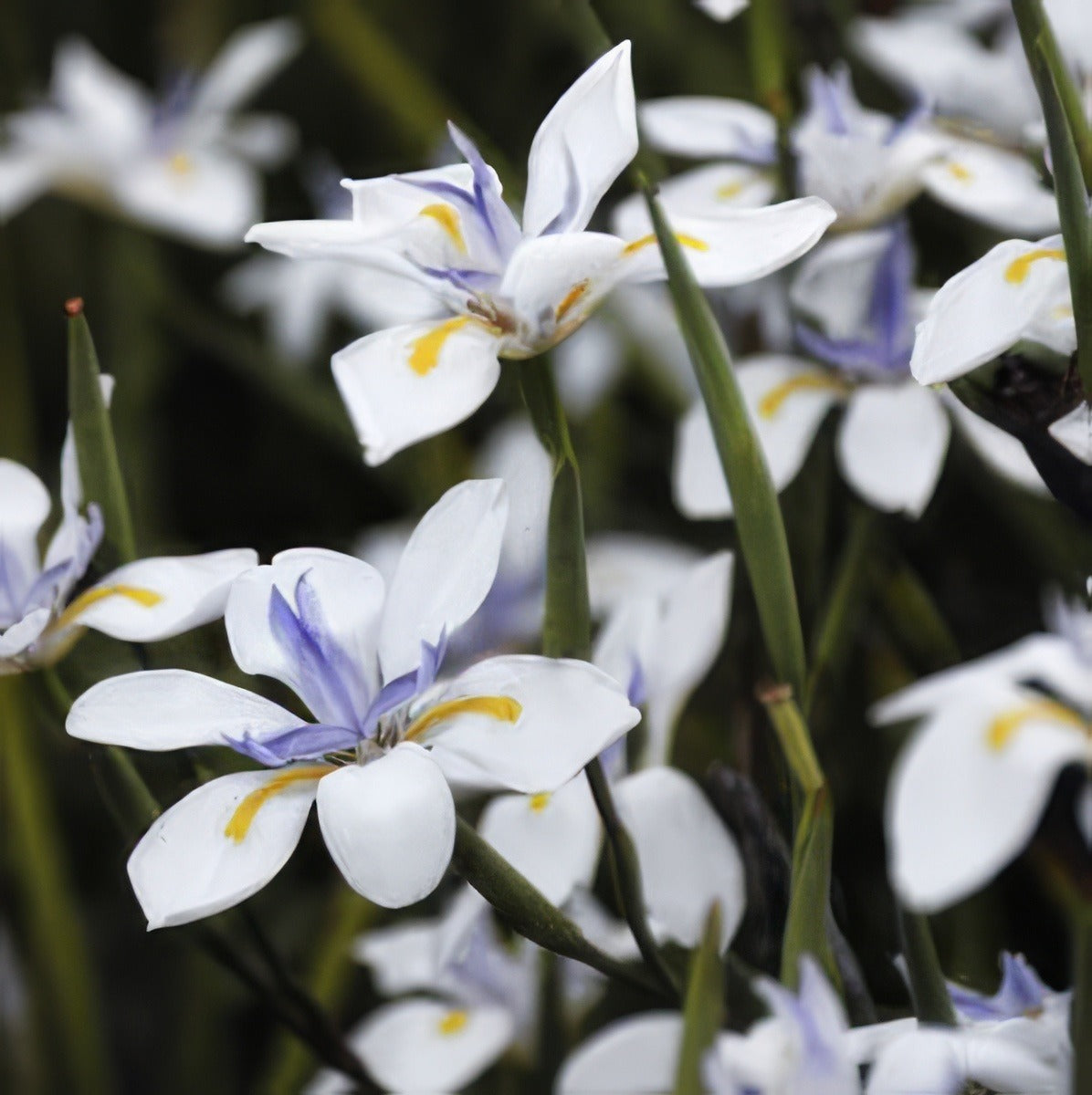 Dietes Iridoides Lpodieiri 2017 - Garden Express Australia