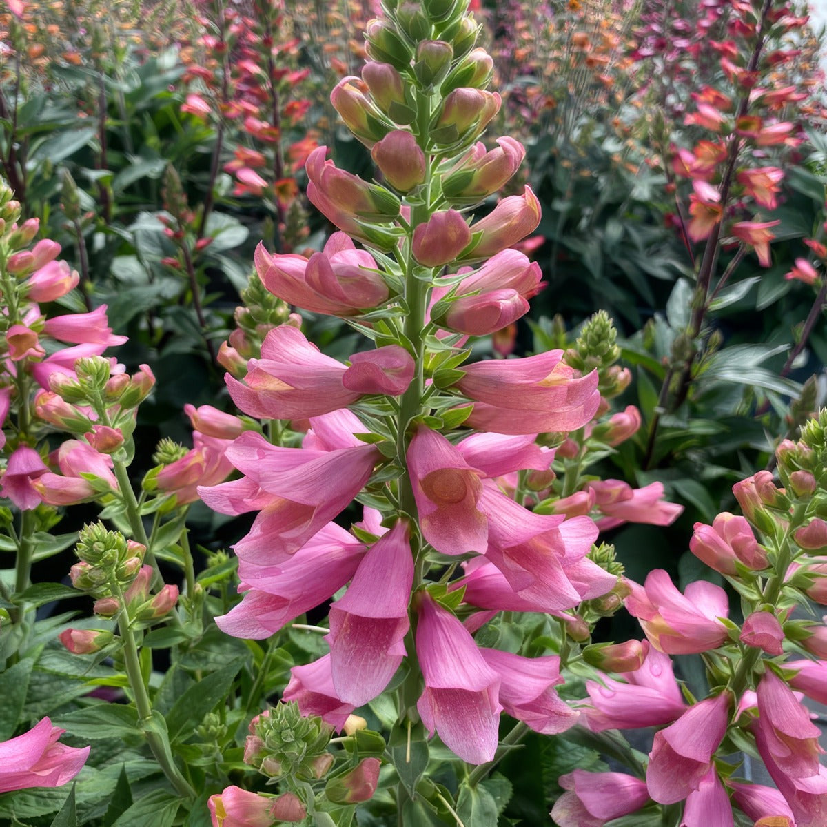 Digiplexis Flamingo P68digfla - Garden Express Australia