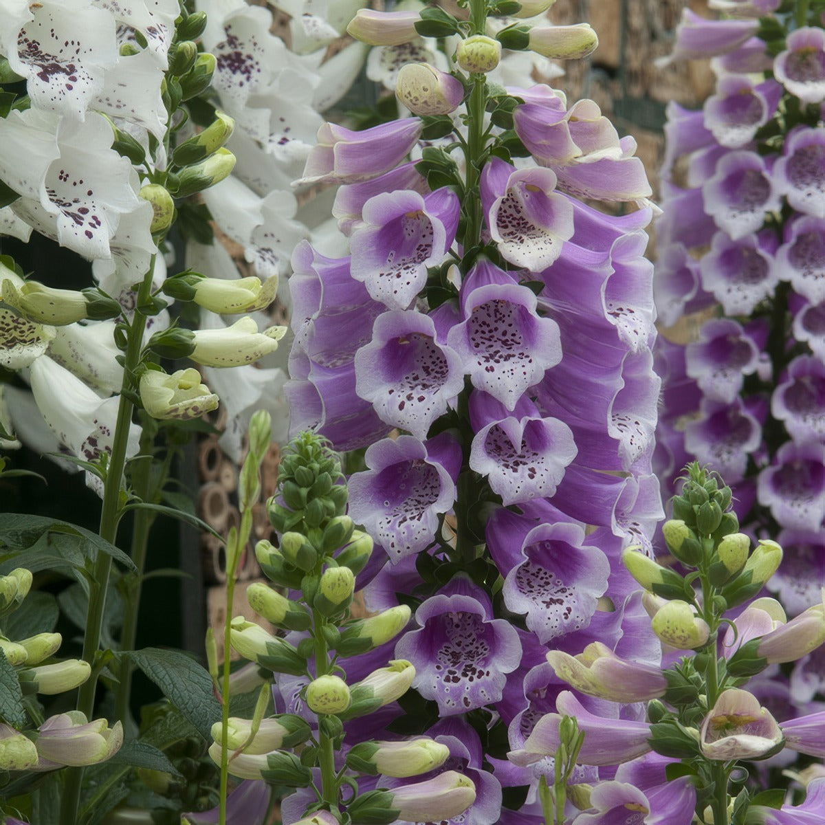 Digitalis Dalmation Rose Foxglove P68digdrf - Garden Express Australia