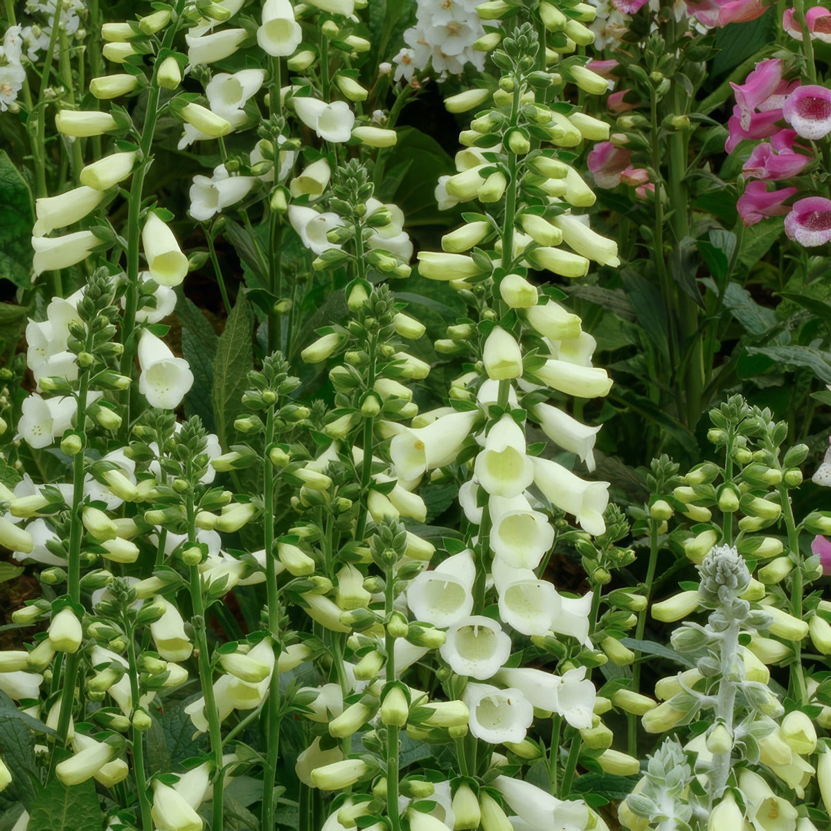 Digitalis White Foxglove P68digwhi - Garden Express Australia