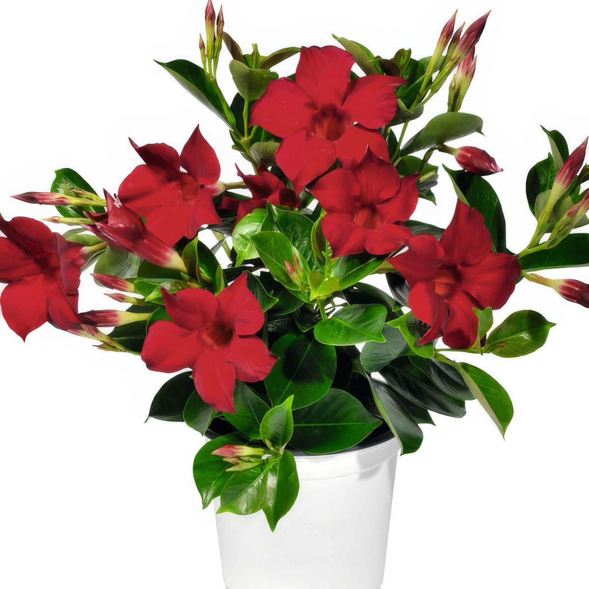 Dipladenia Marbella Red 1 - Garden Express Australia