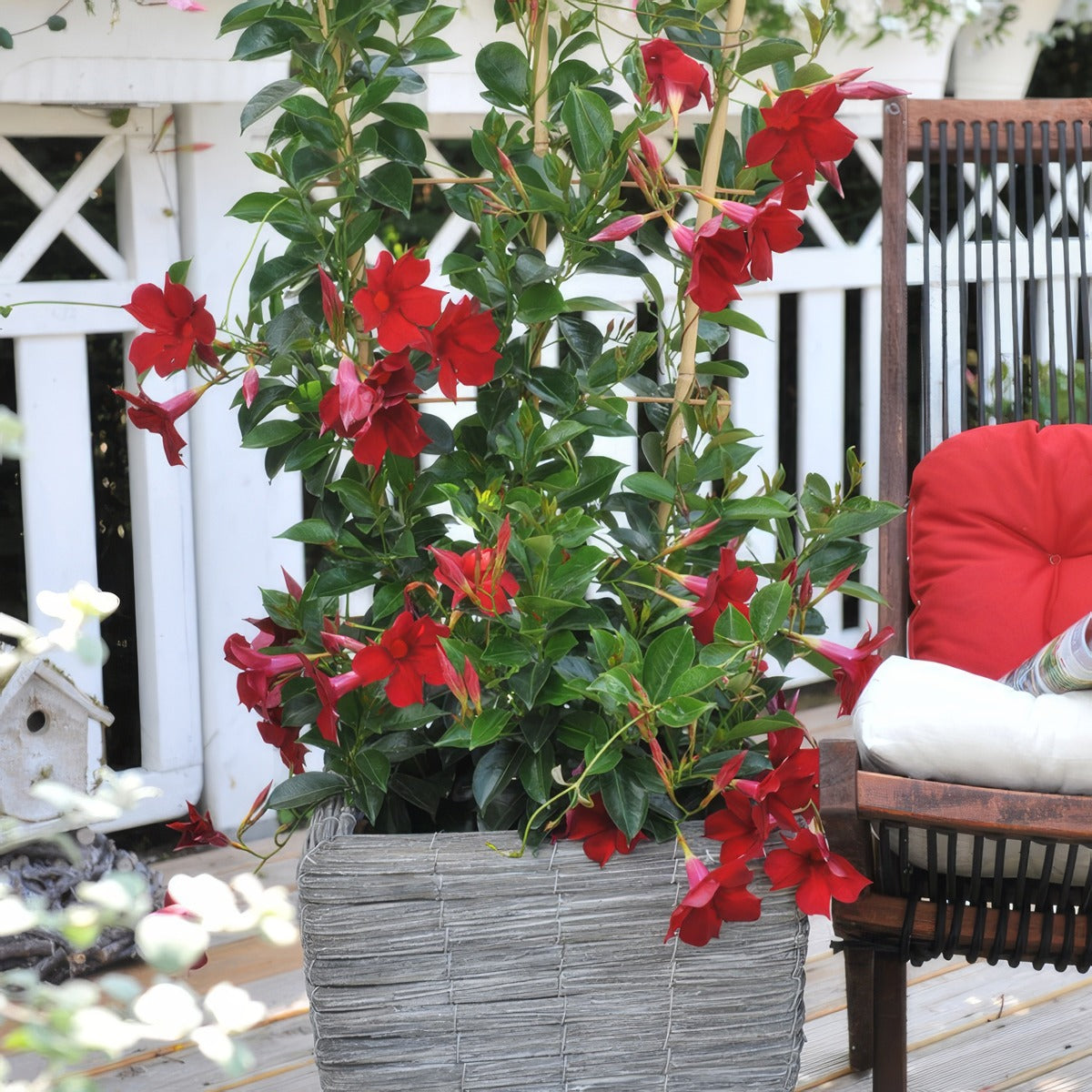Dipladenia Marbella Red - Garden Express Australia