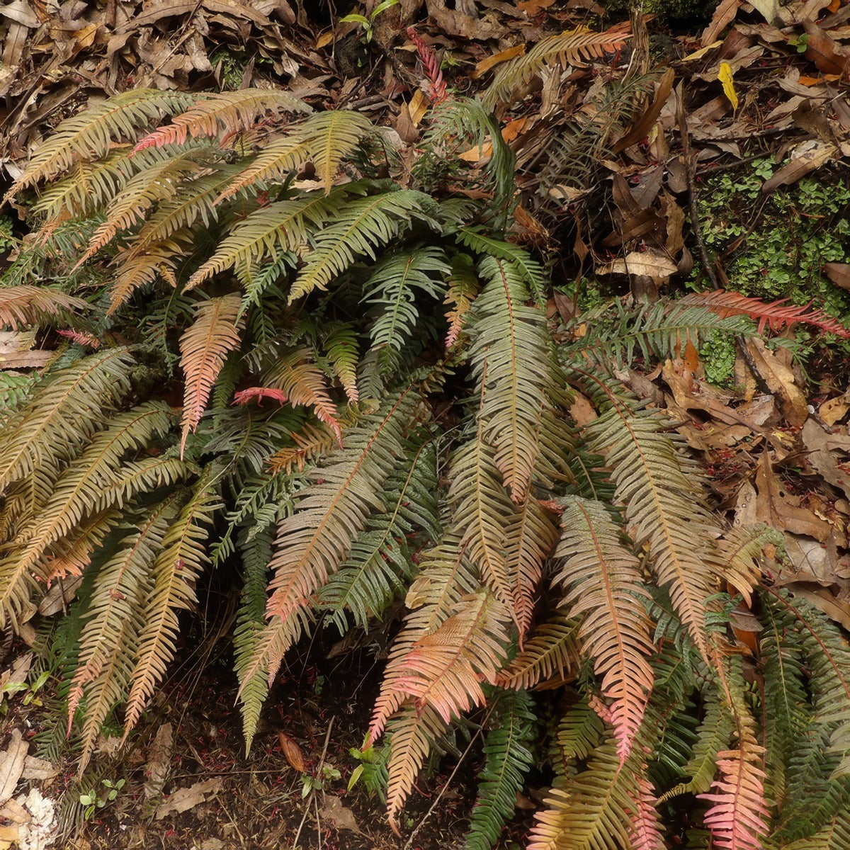 Doodia Rasp Fern P75doorfe - Garden Express Australia