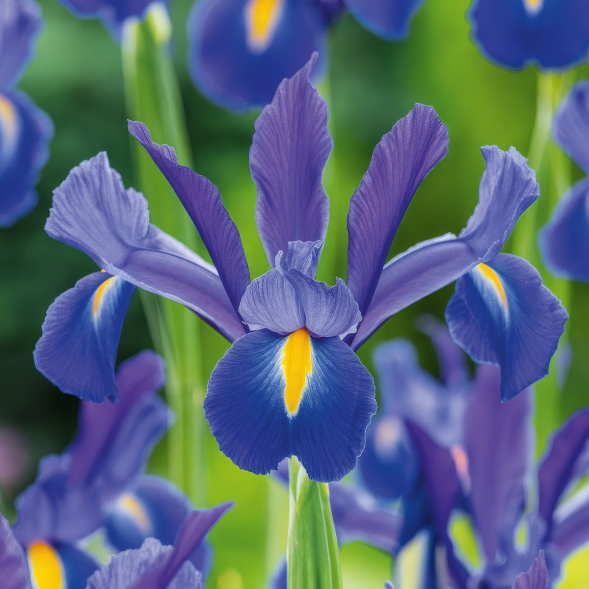 Dutch Iris Discovery 3 Pkdirdis 2026 - Garden Express Australia