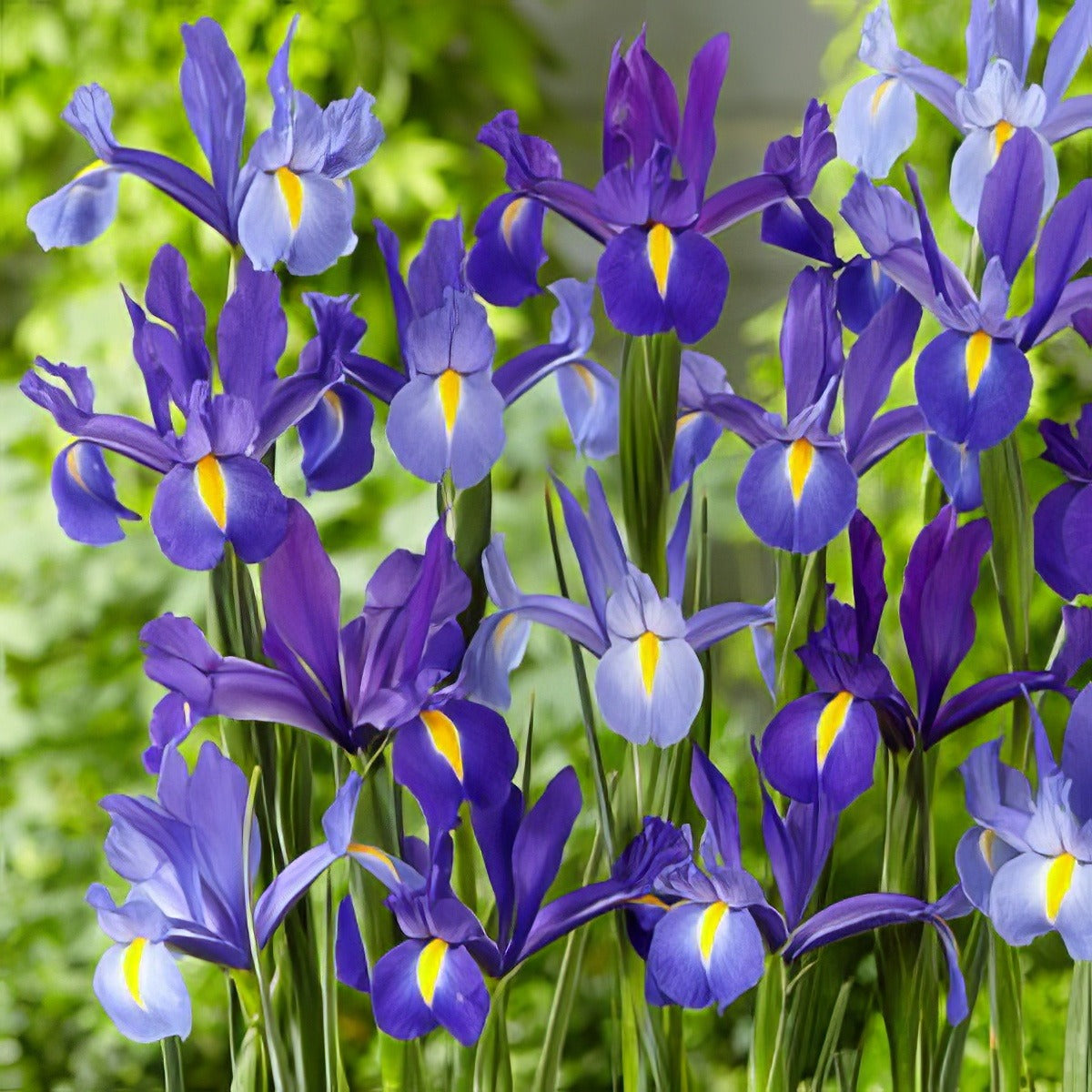 Dutch Iris Discovery Mix Pkdirdmx - Garden Express Australia