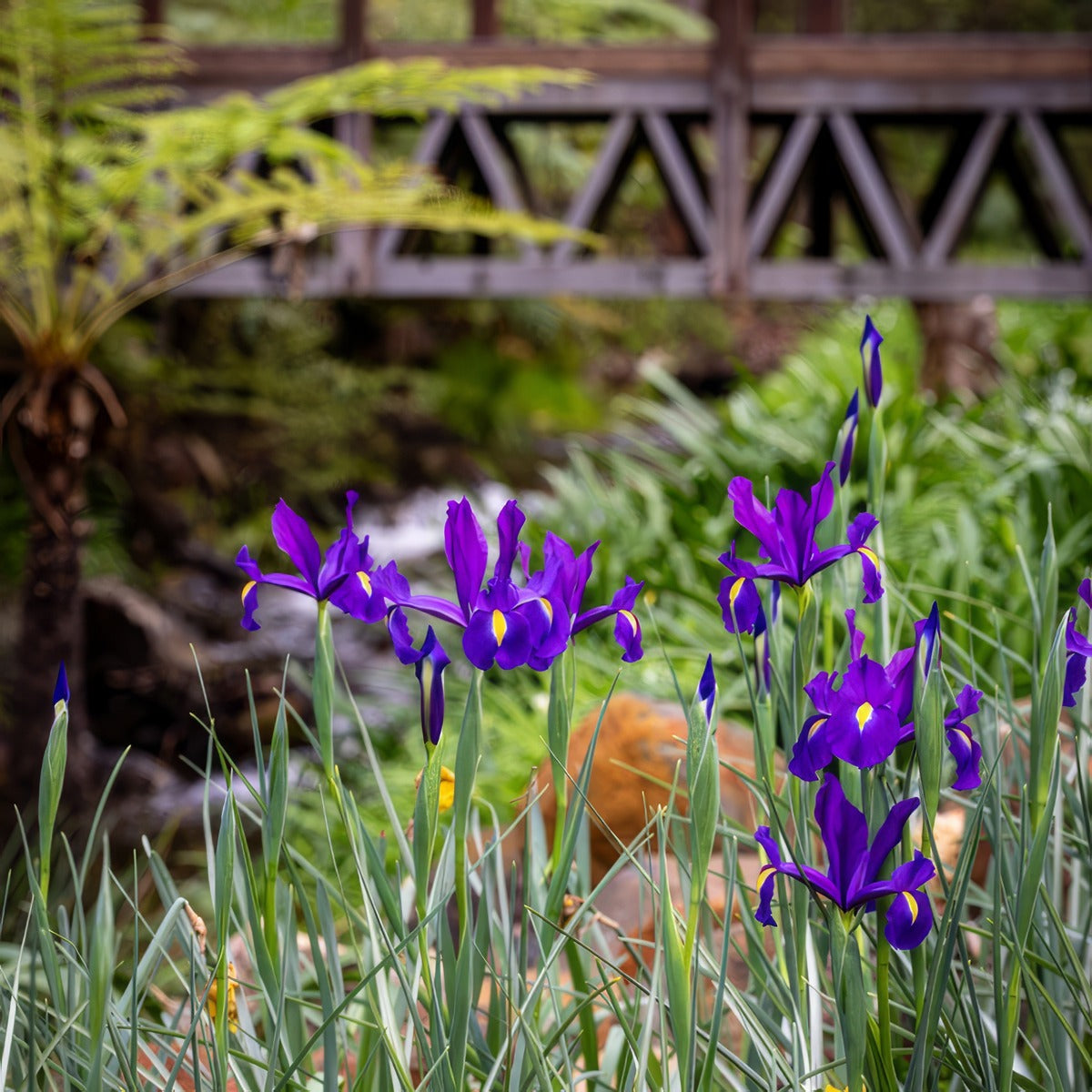 Dutch Iris Discovery Purple Pkdirdpu 2026 - Garden Express Australia