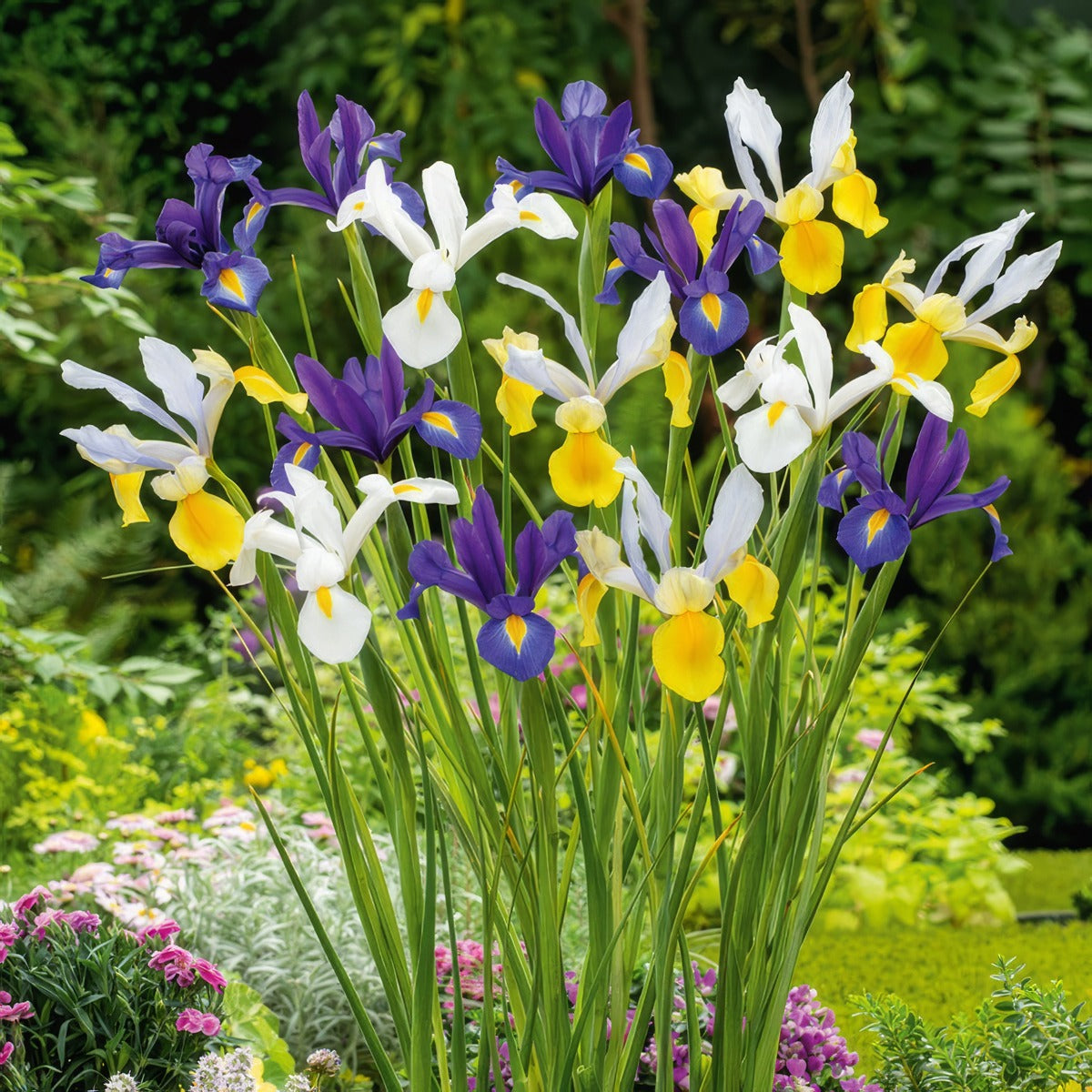 Dutch Iris Mixed 2 Pkdirmxd 2025 - Garden Express Australia