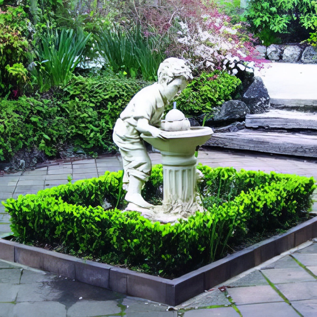 Dutch Box - Garden Express Australia