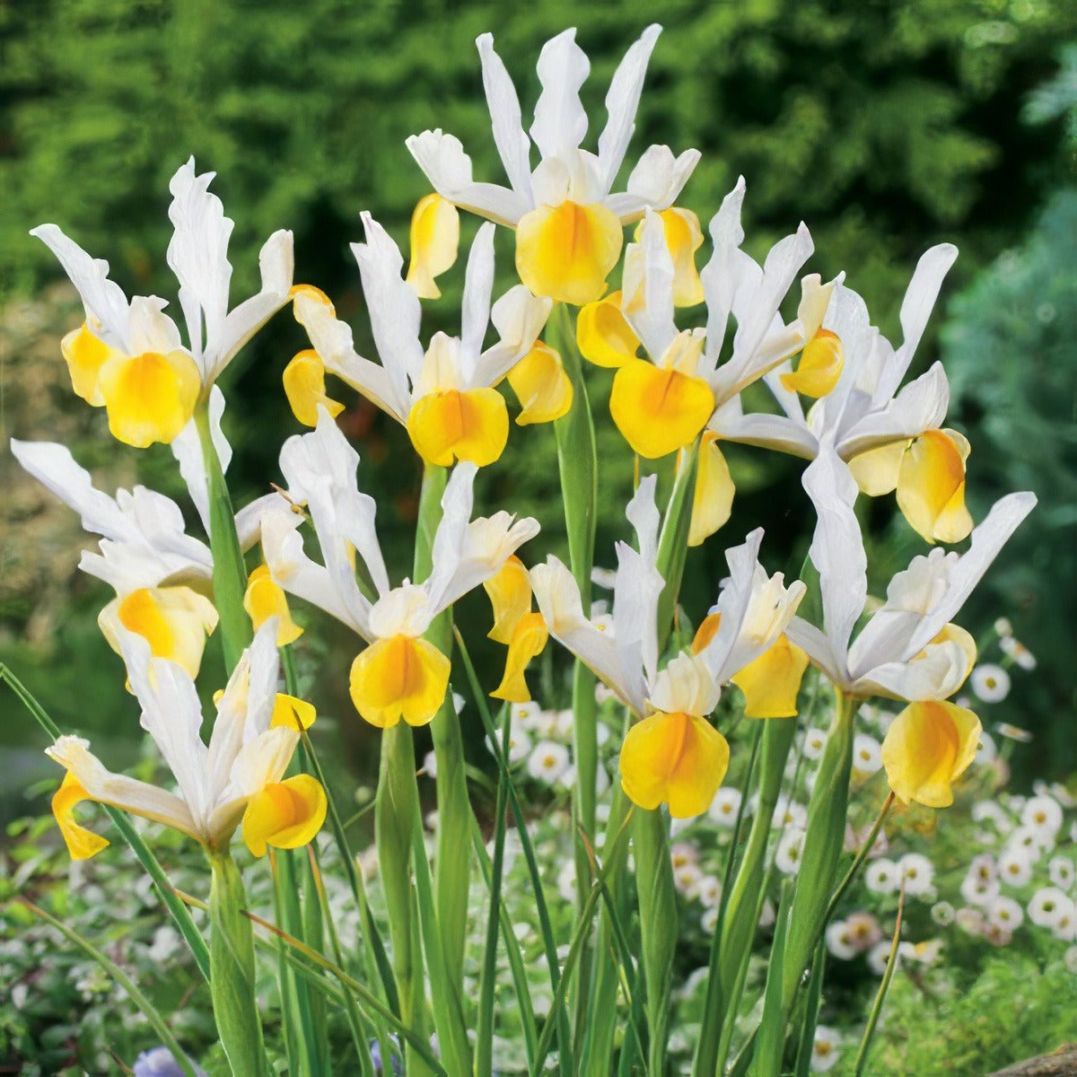 Dutch Iris Apollo Pkdirapo 2020 - Garden Express Australia