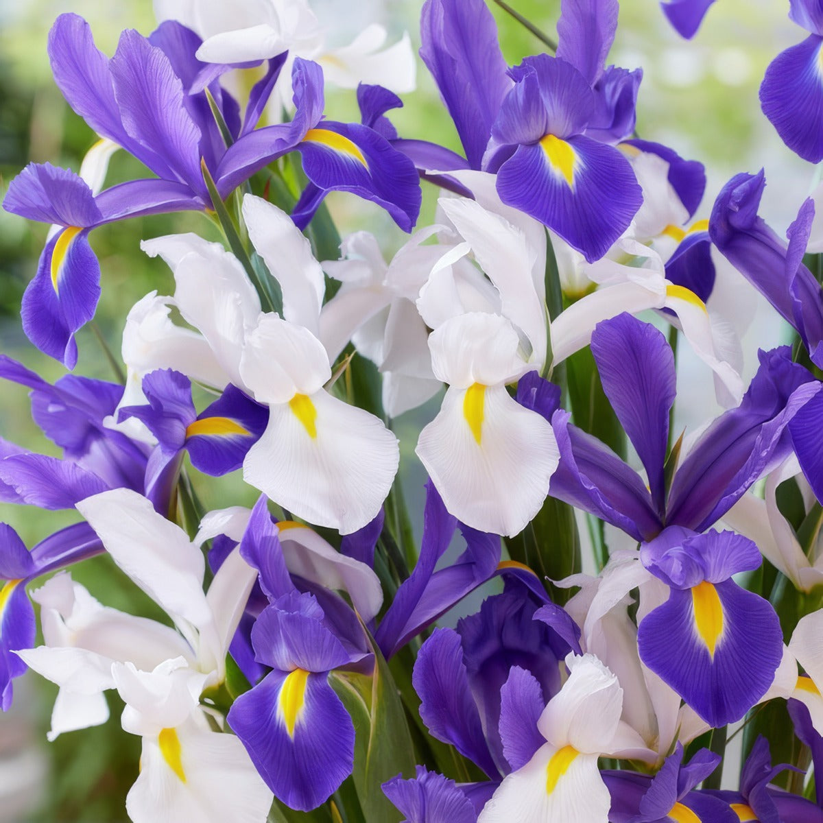 Dutch Iris Blue White Blend 2 Pkdirbwb 2026 - Garden Express Australia