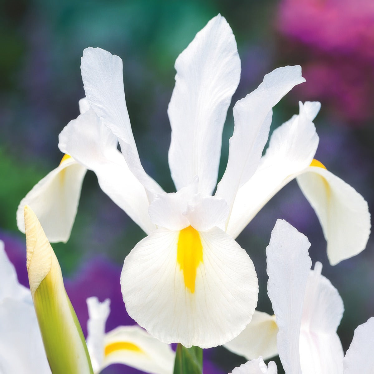 Dutch Iris Casablanca 2 Pkdircas 2025 - Garden Express Australia