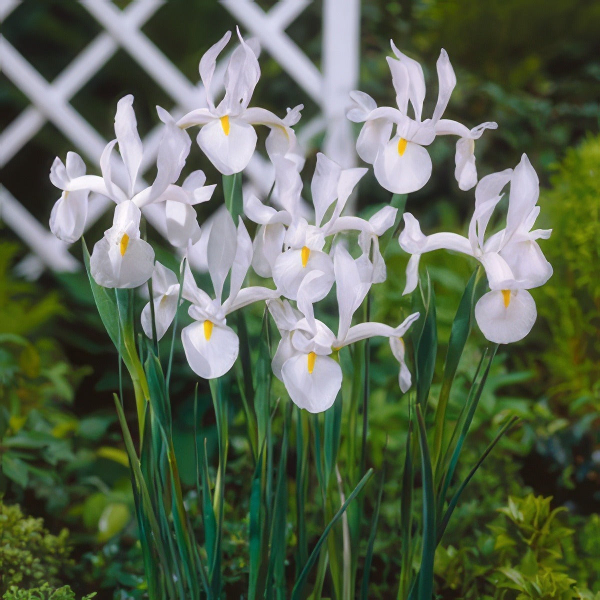 Dutch Iris Casablanca Pkdircas 2020 - Garden Express Australia