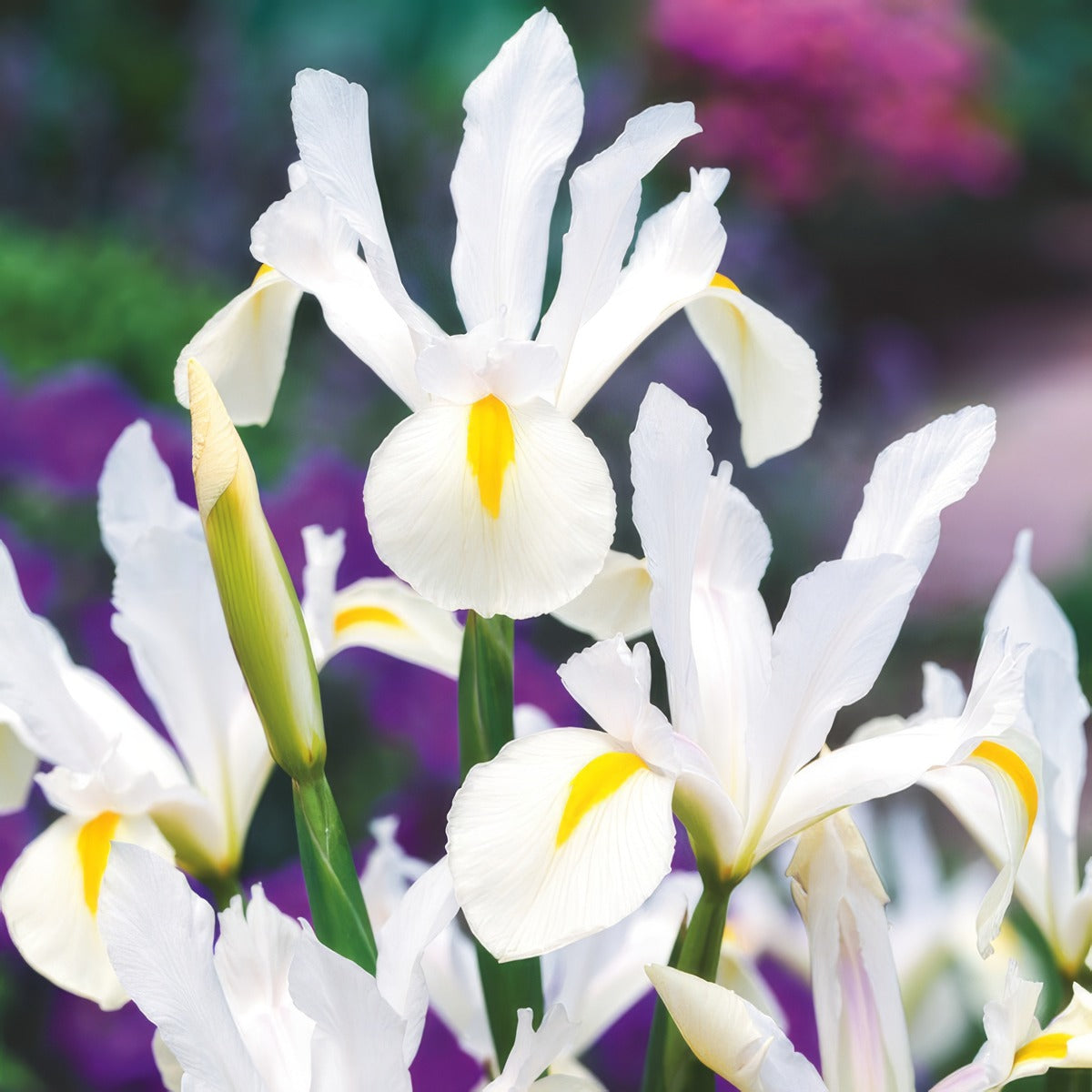 Dutch Iris Casablanca Pkdircas 2025 - Garden Express Australia