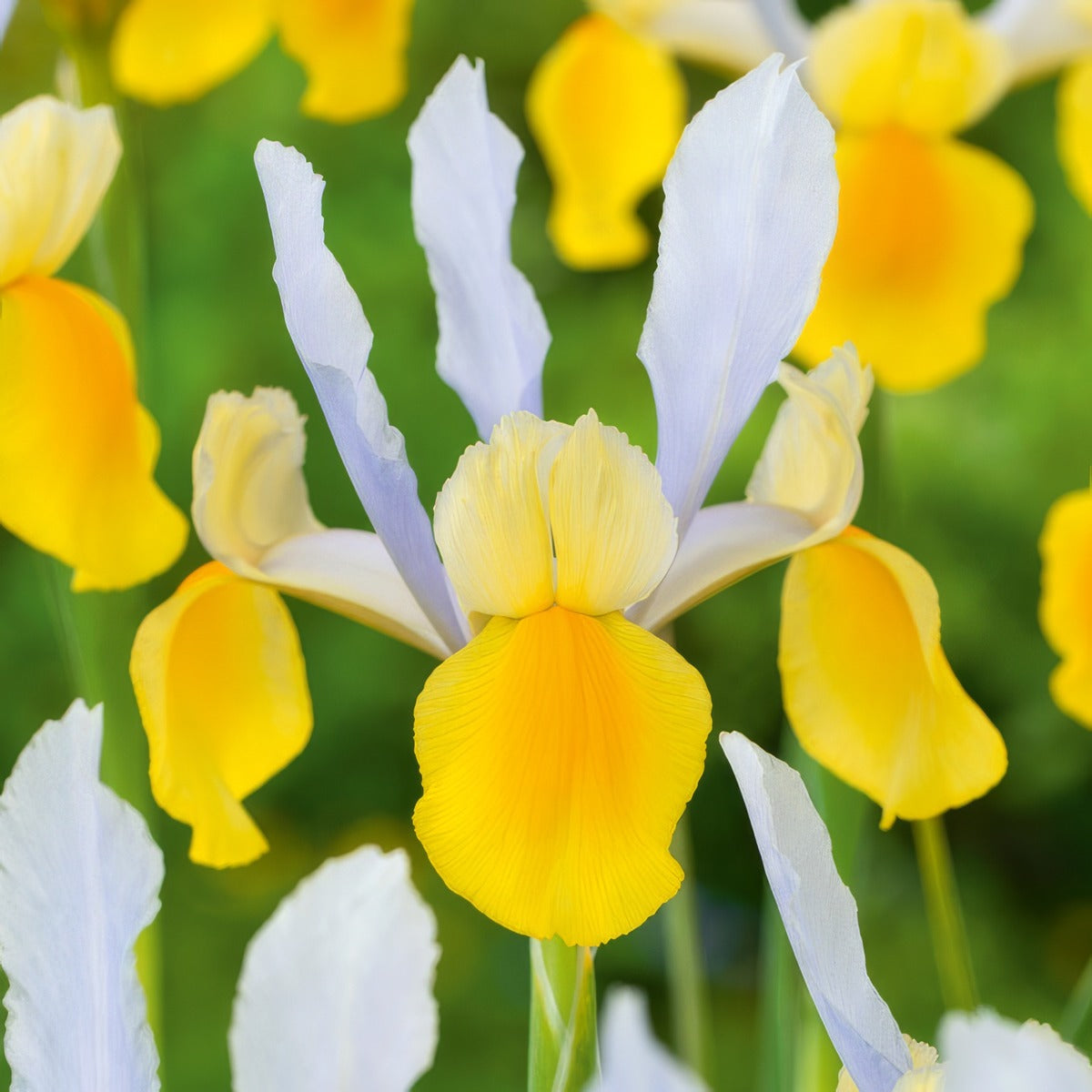 Dutch Iris Montecito Pkdirmon 2026 - Garden Express Australia