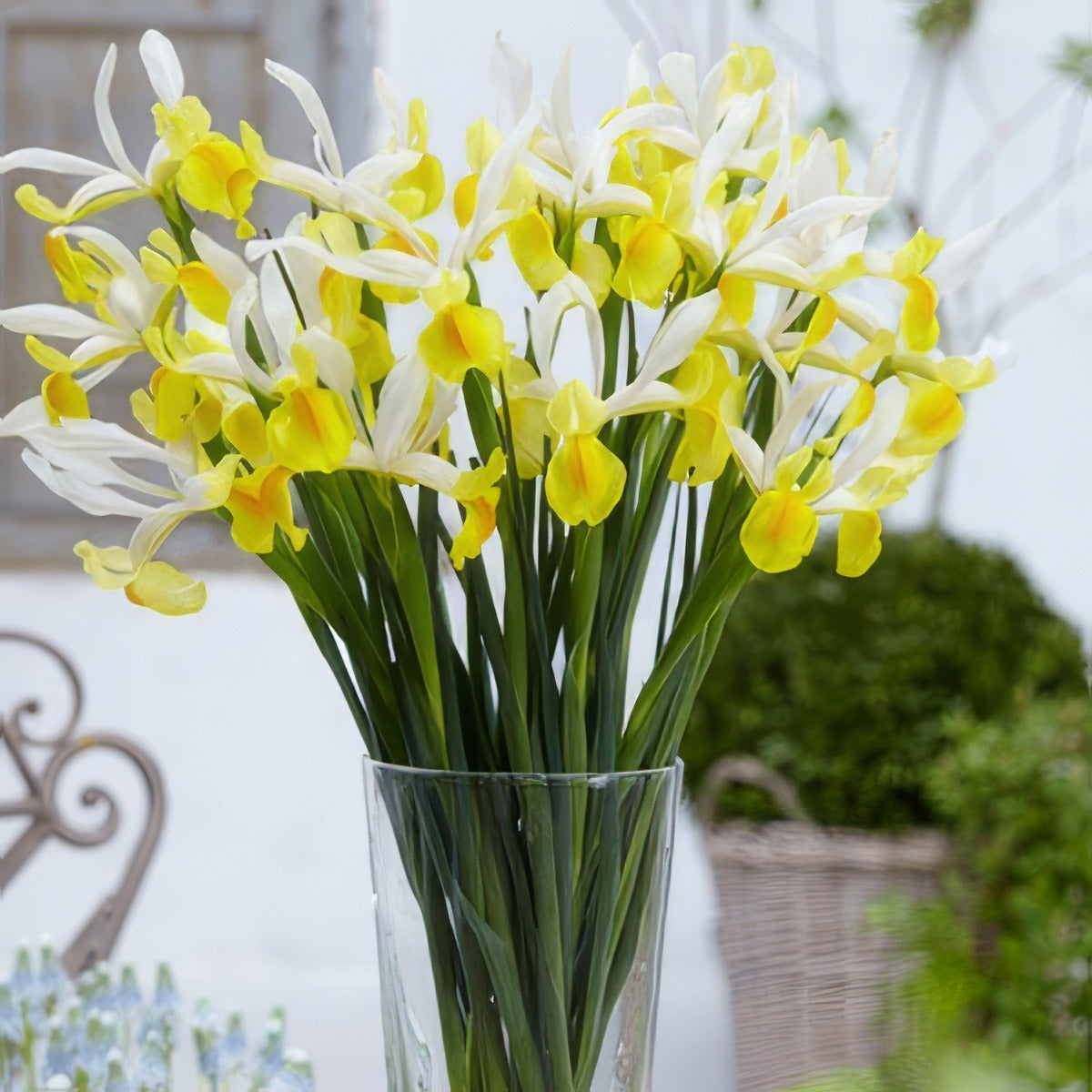 Dutch Iris Montecito Pkdirmon - Garden Express Australia