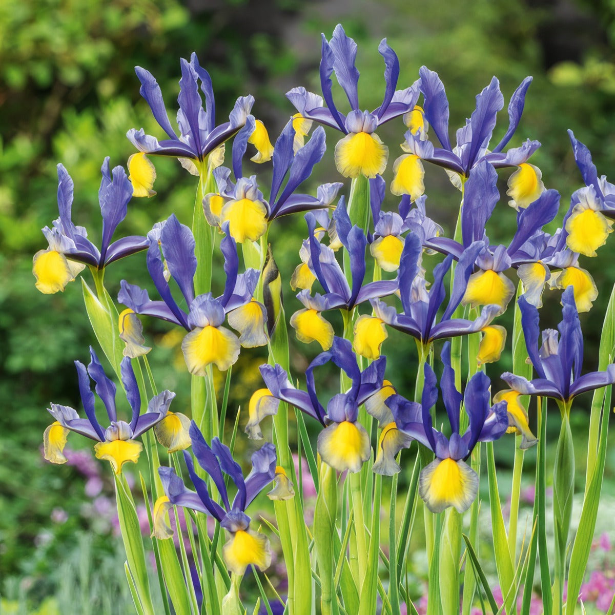 Dutch Iris Miss Saigon Pkdirmsa 2026 - Garden Express Australia