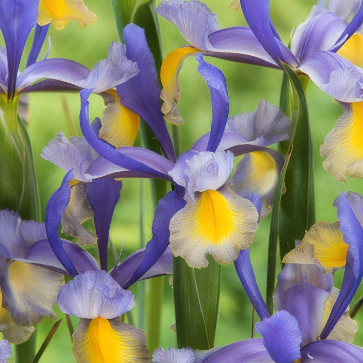 Dutch Iris Miss Saigon Pkdirmsa - Garden Express Australia