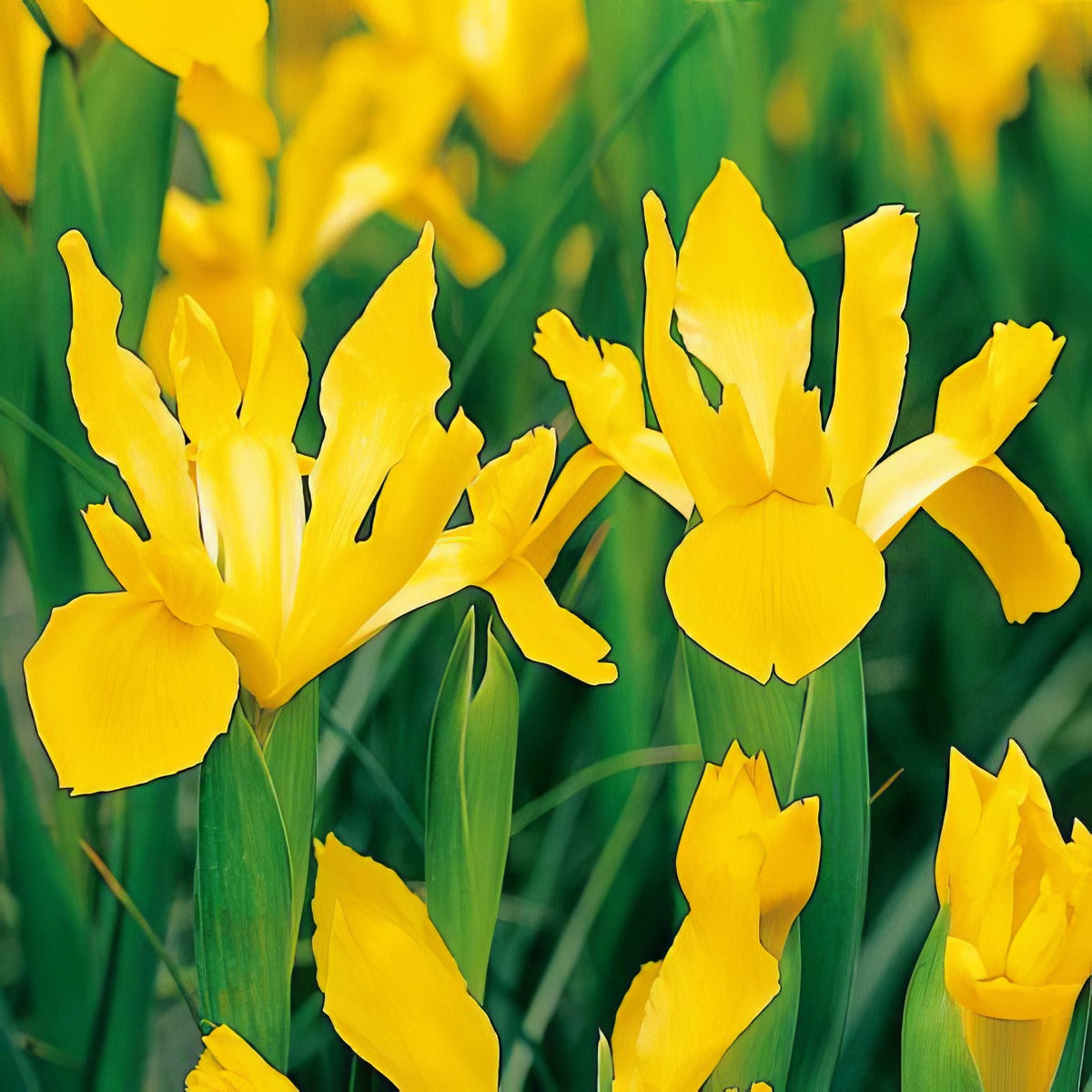 Dutch Iris Orange Beauty Pkdirobe 1 - Garden Express Australia