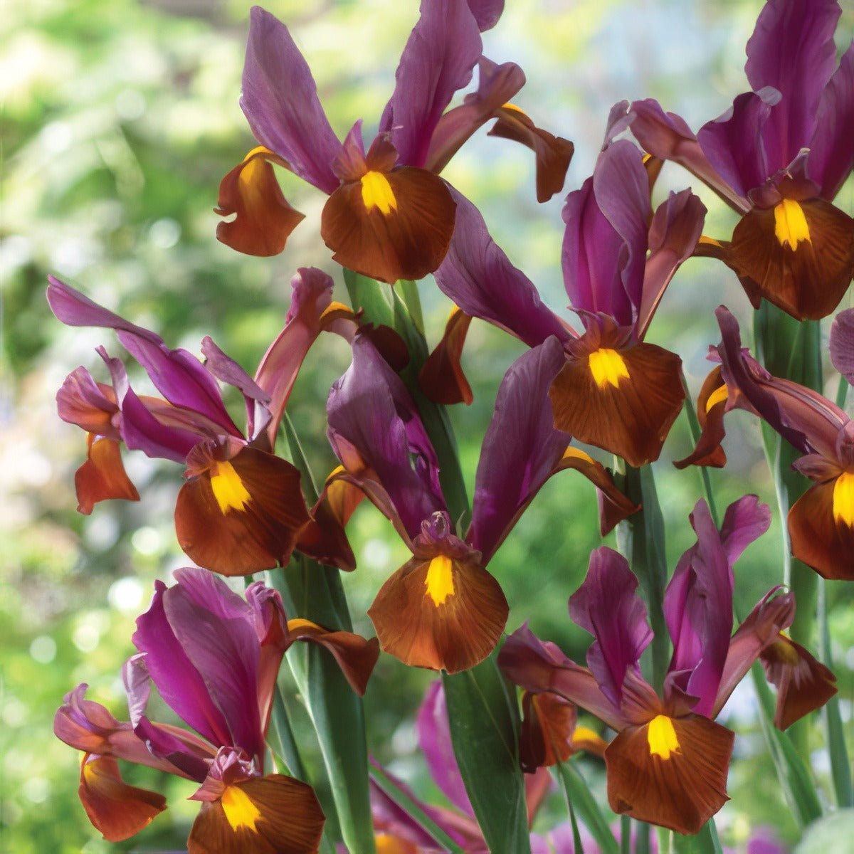 Dutch Iris Red Ember Pkdirrem - Garden Express Australia