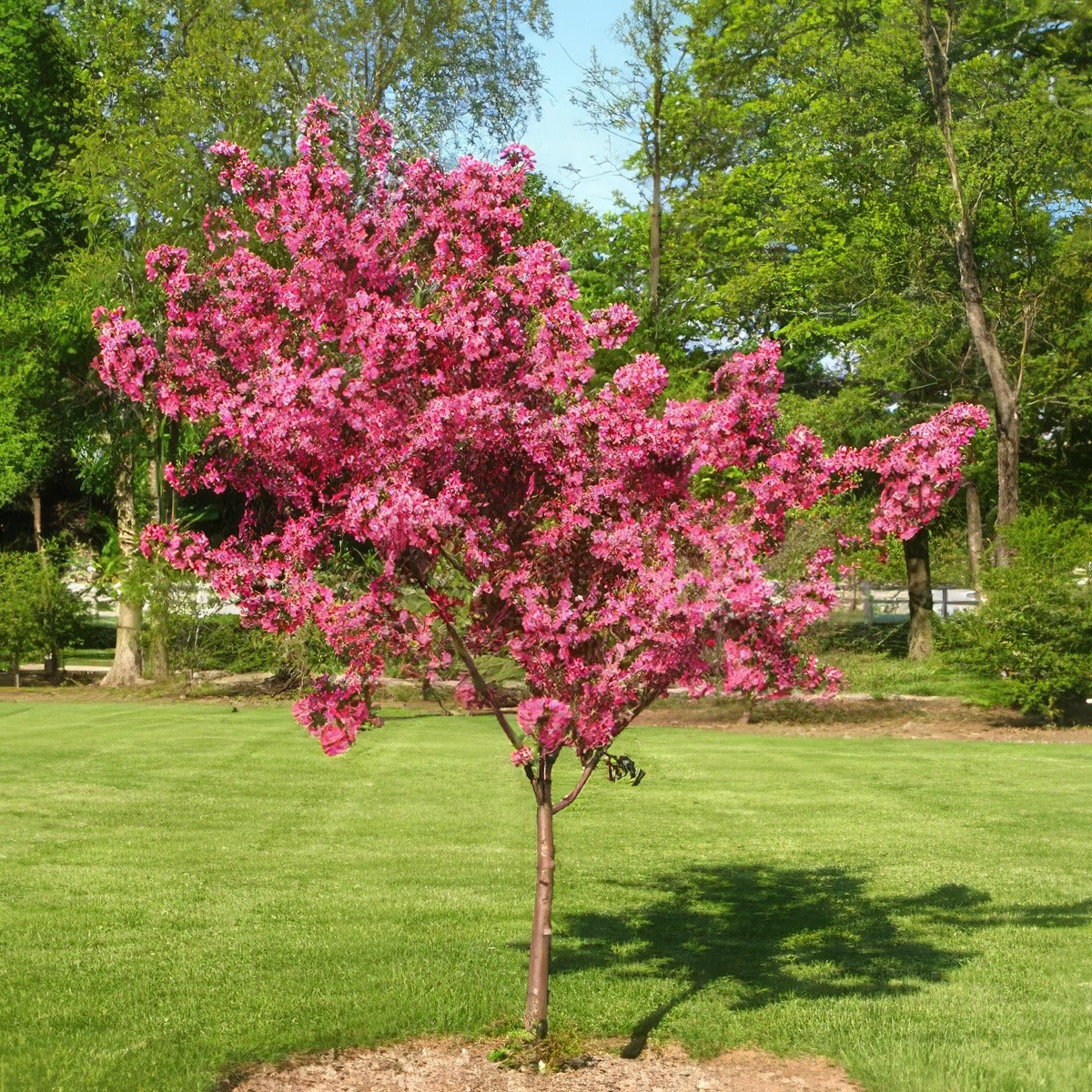 Eastern Redbud - Garden Express Australia