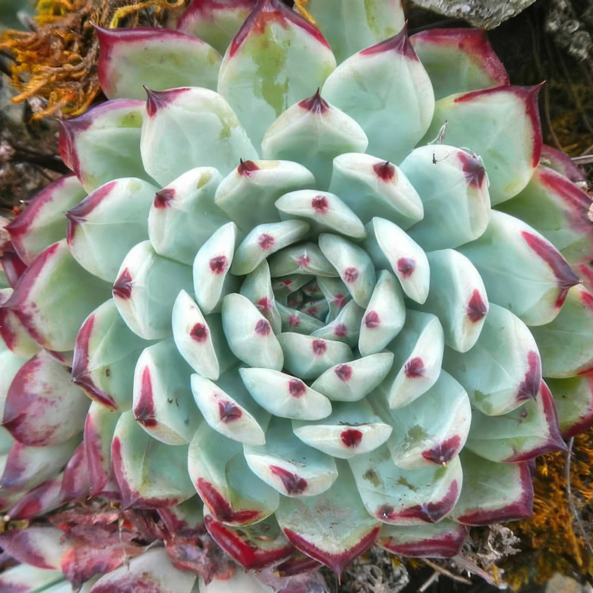 Echeveria Colorata X Lindsayana P68echcly - Garden Express Australia
