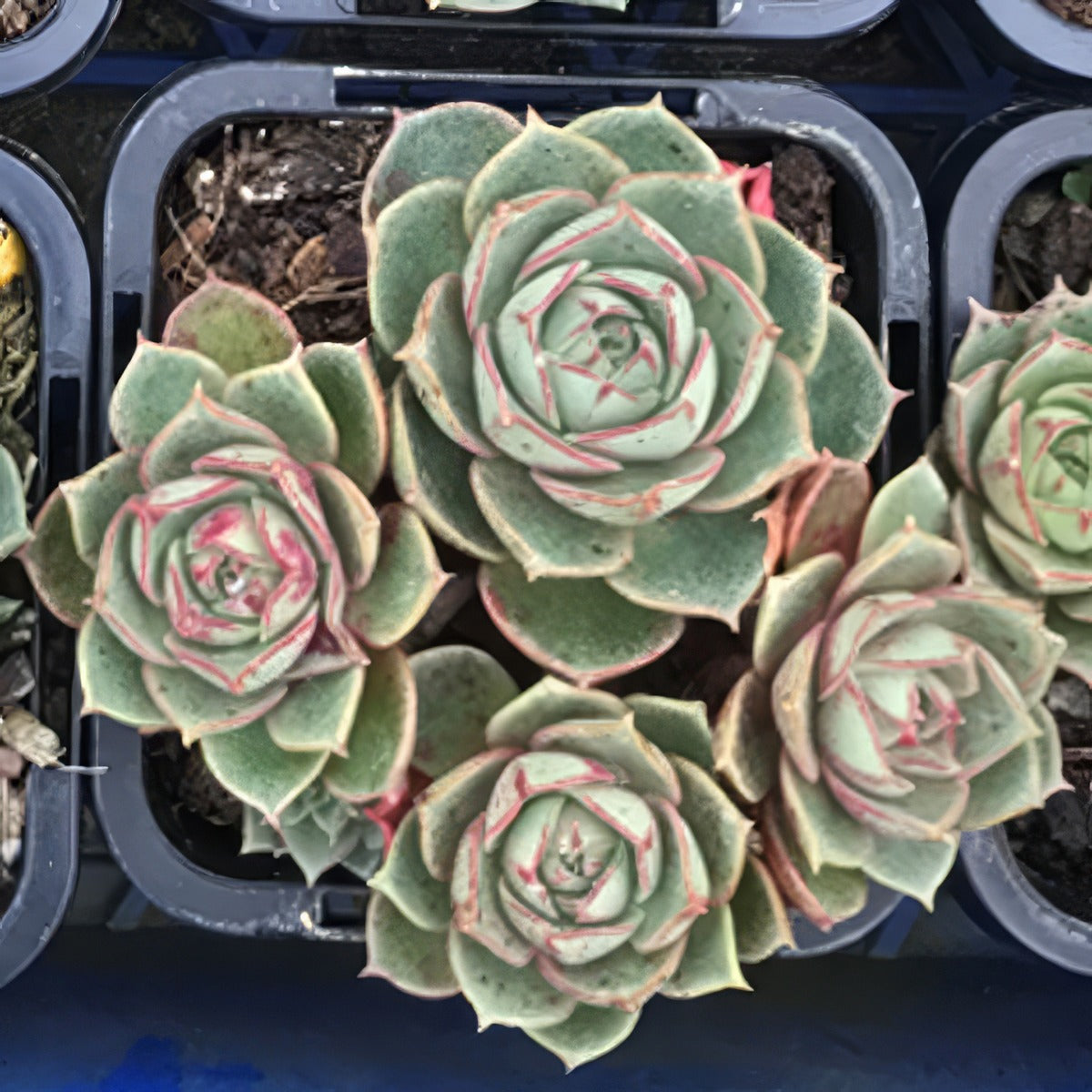 Echeveria Longissima P68echlon - Garden Express Australia