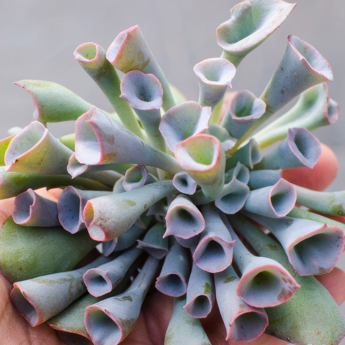 Echeveria Pinky Trumpet - Garden Express Australia