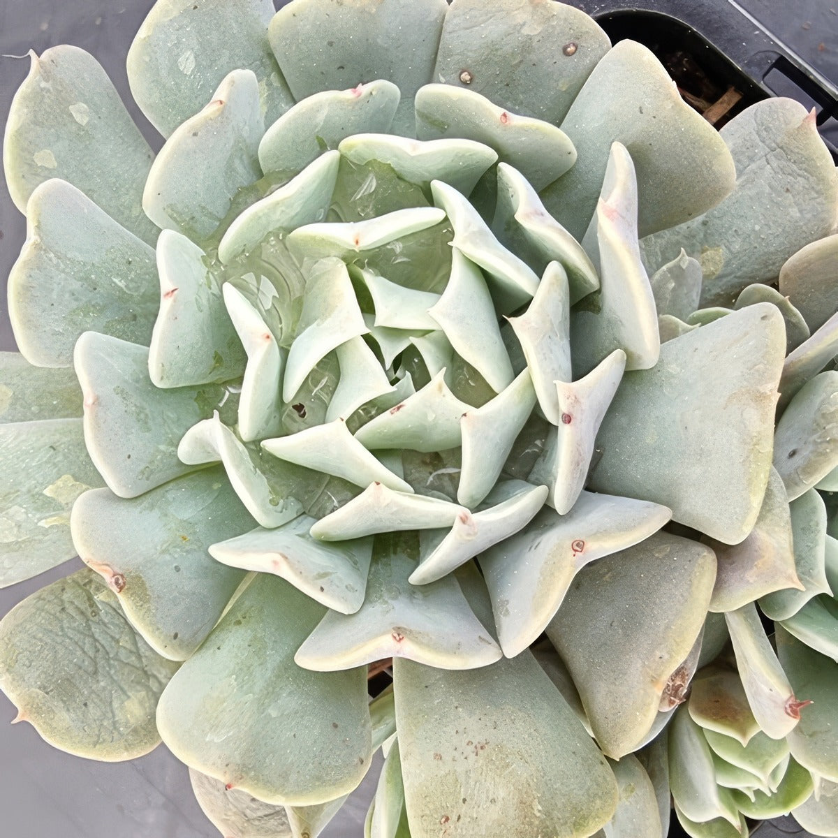 Echeveria Pinwheel Revolution P68echpwr - Garden Express Australia